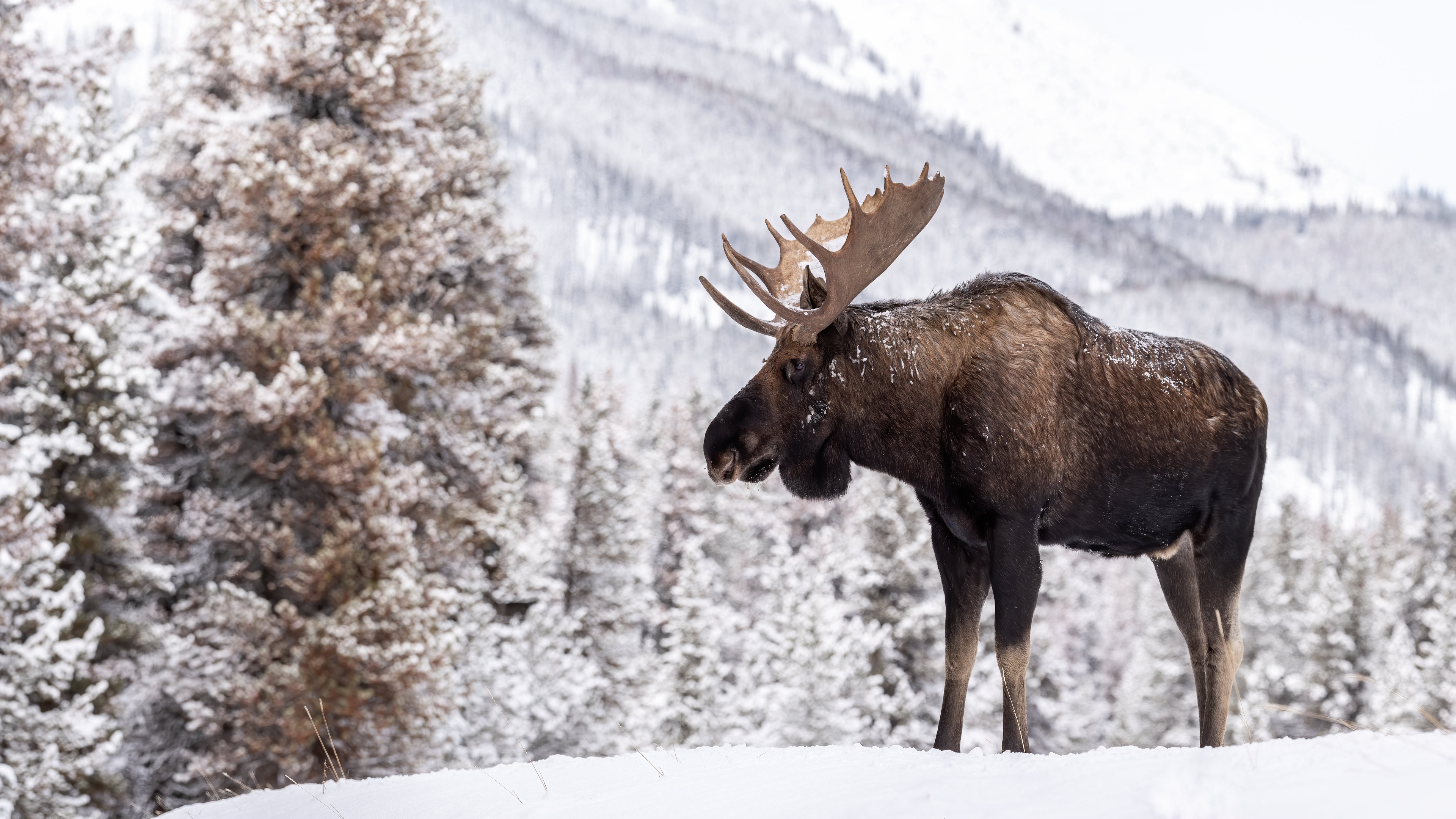 Moose In Snow Wallpapers