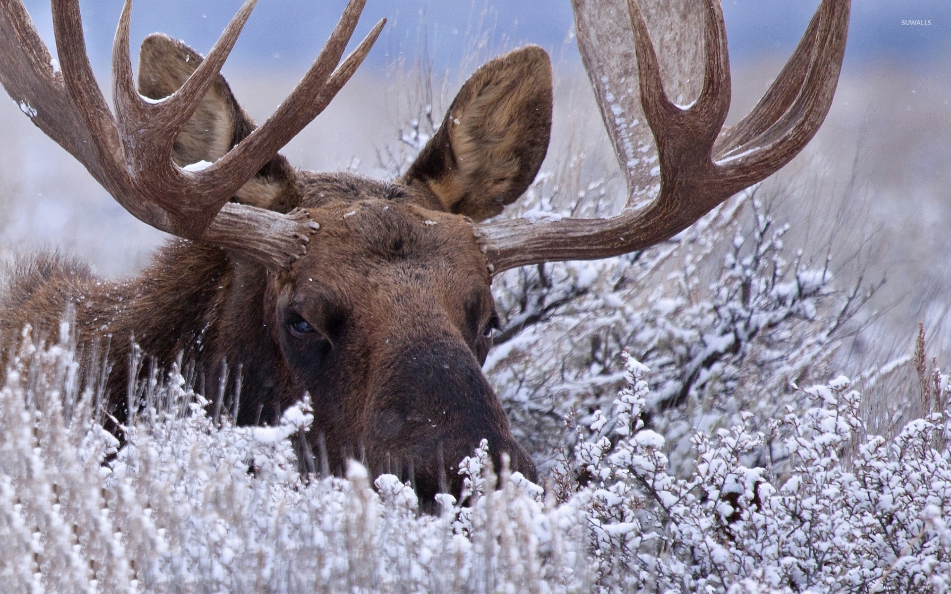 Moose In Snow Wallpapers