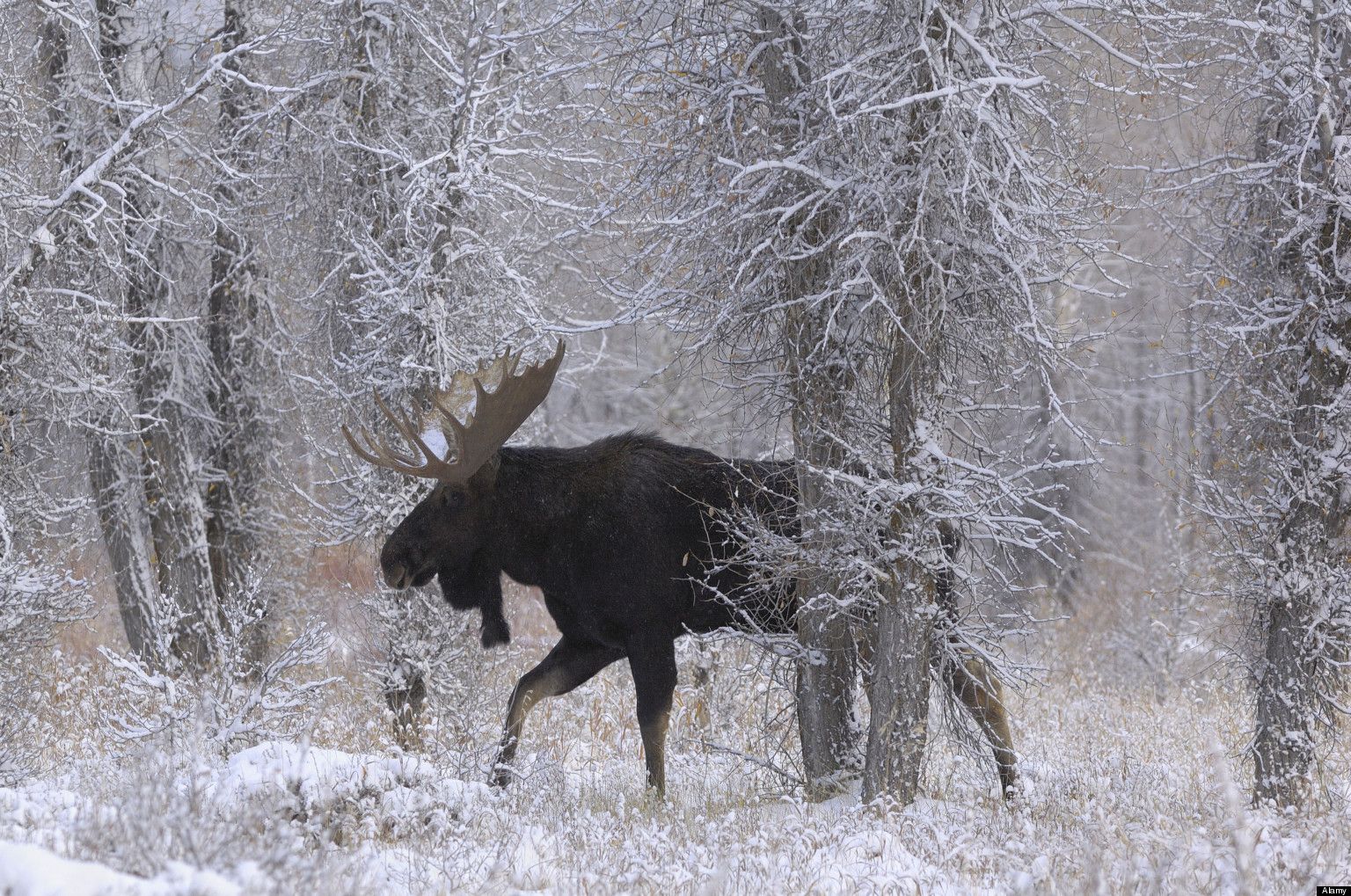 Moose In Snow Wallpapers