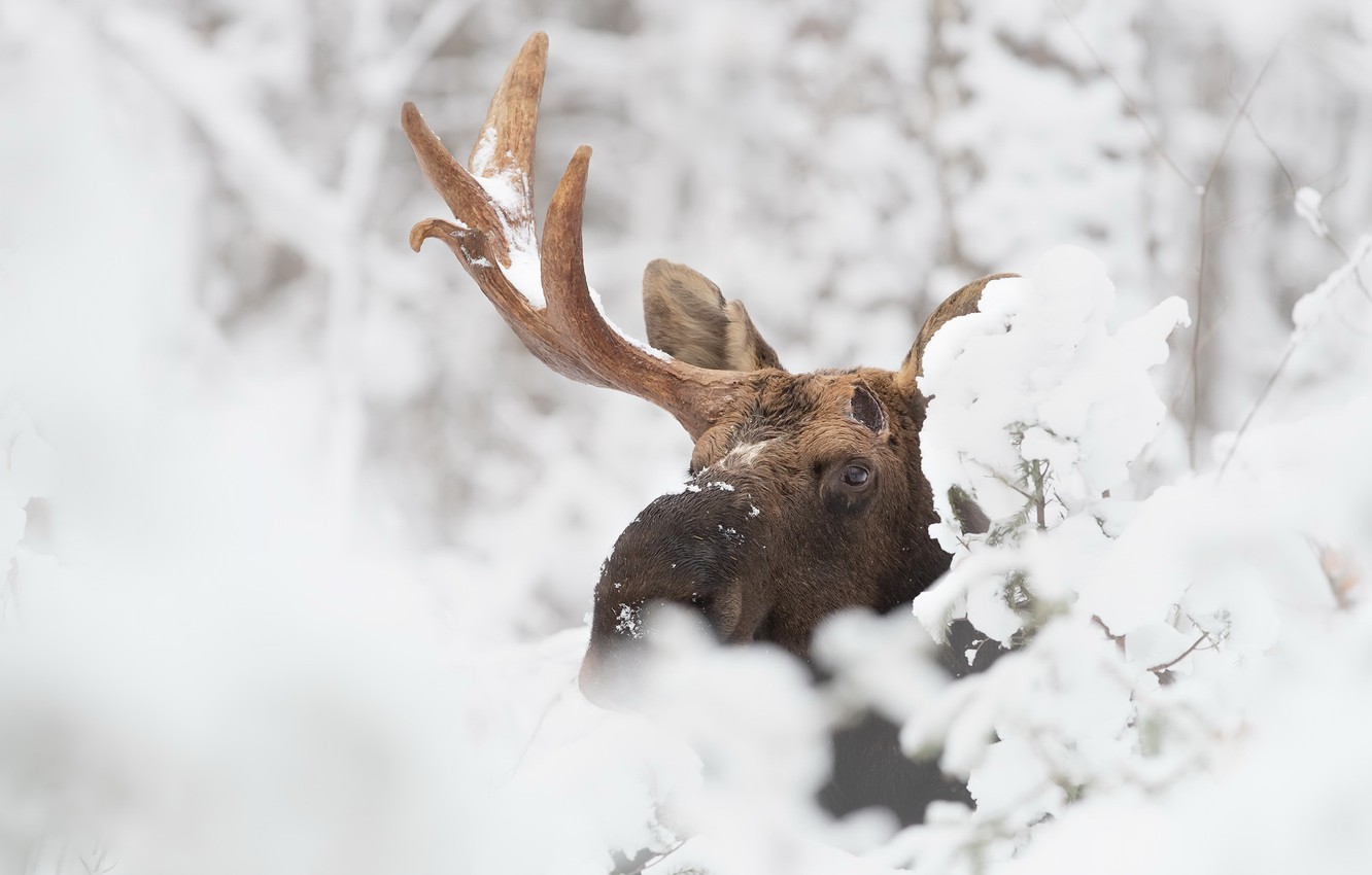 Moose In Snow Wallpapers