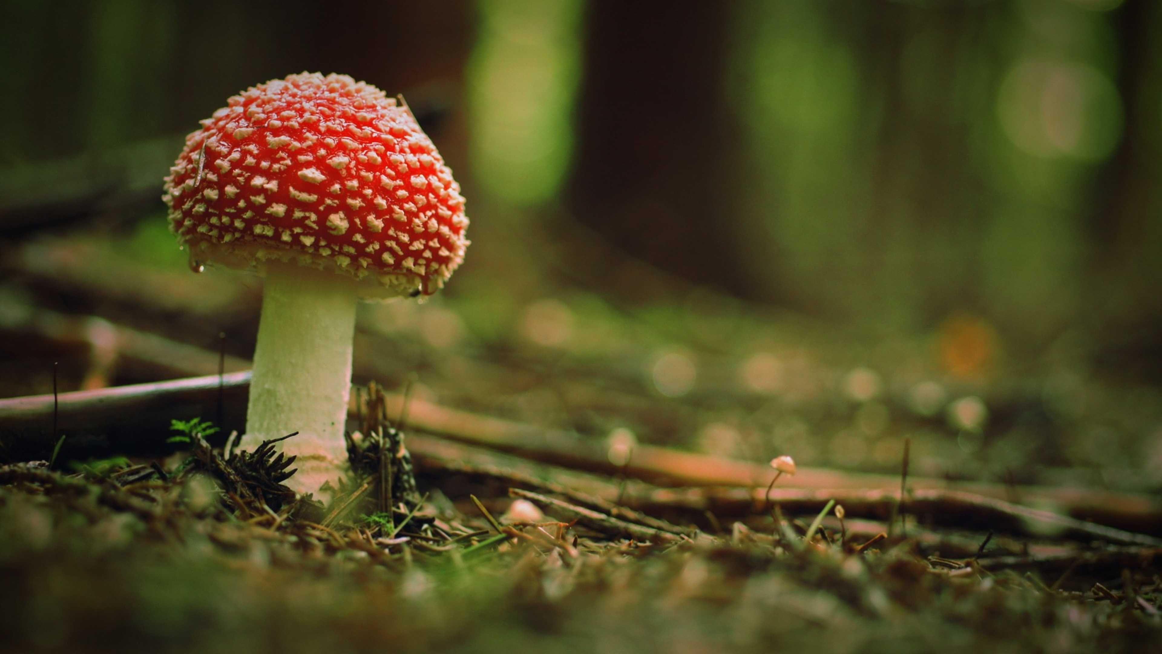 Mushroom Landscape Wallpapers