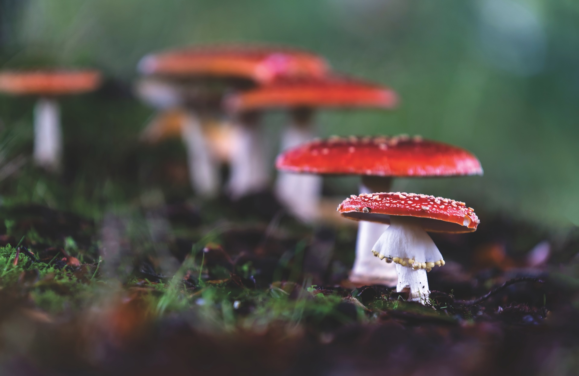 Mushroom Landscape Wallpapers