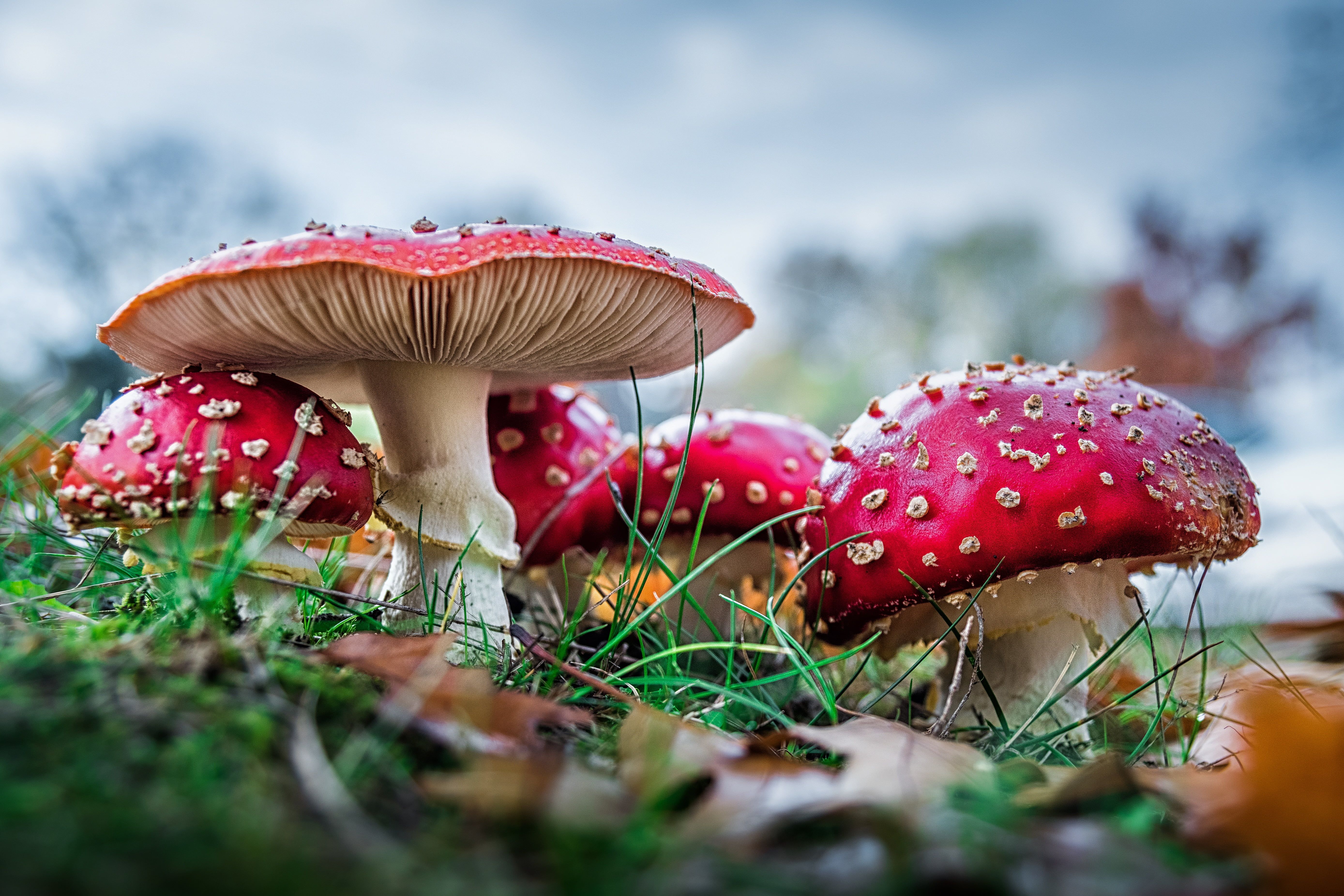 Mushroom Landscape Wallpapers