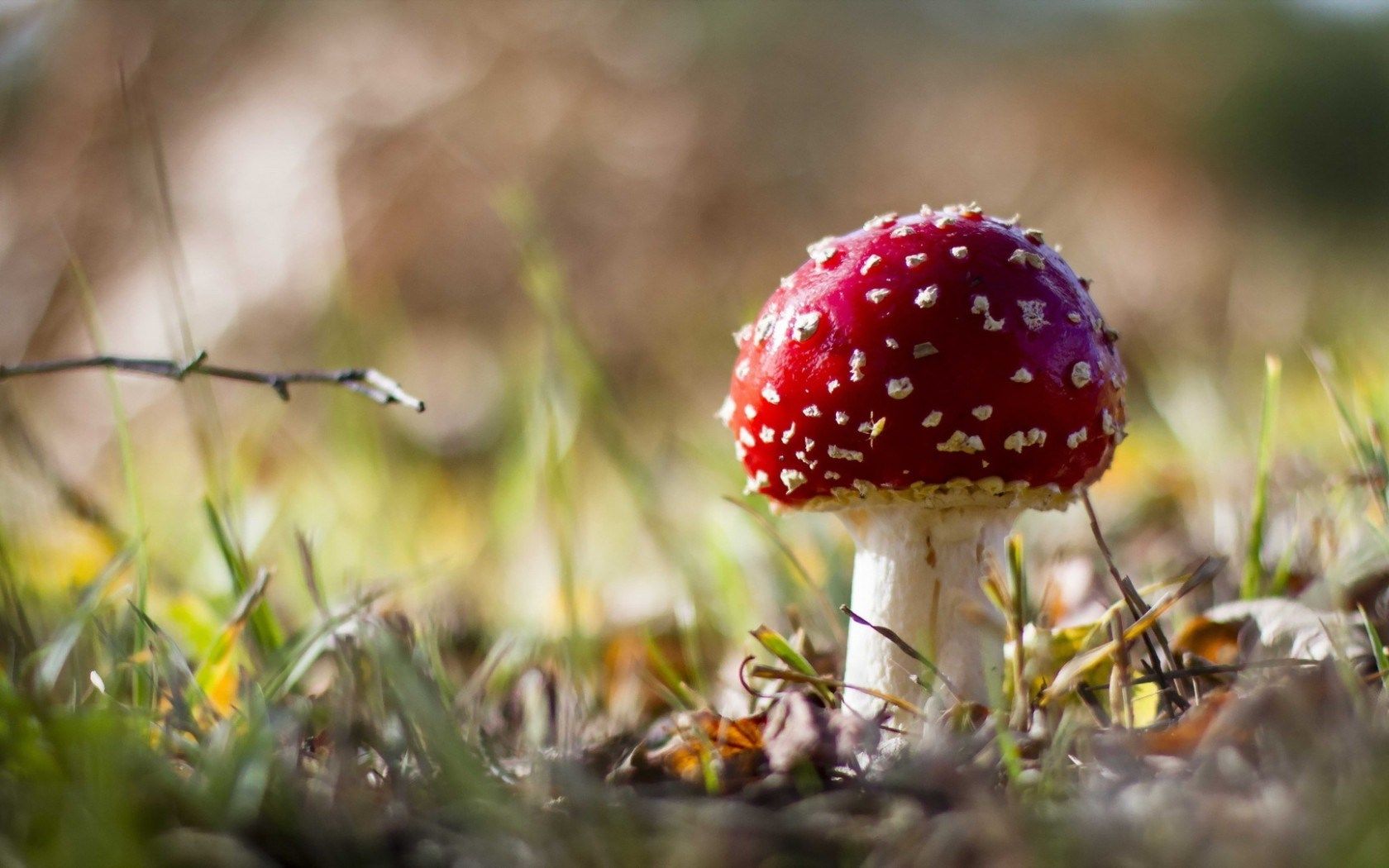 Mushroom Landscape Wallpapers