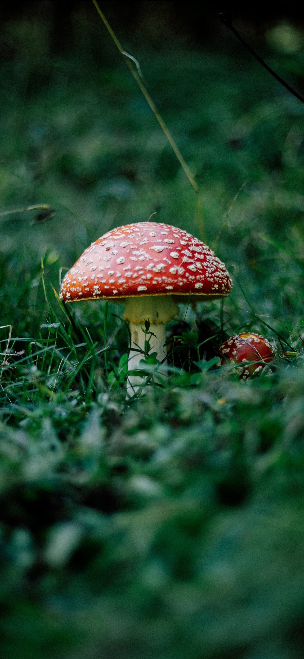 Mushroom Landscape Wallpapers