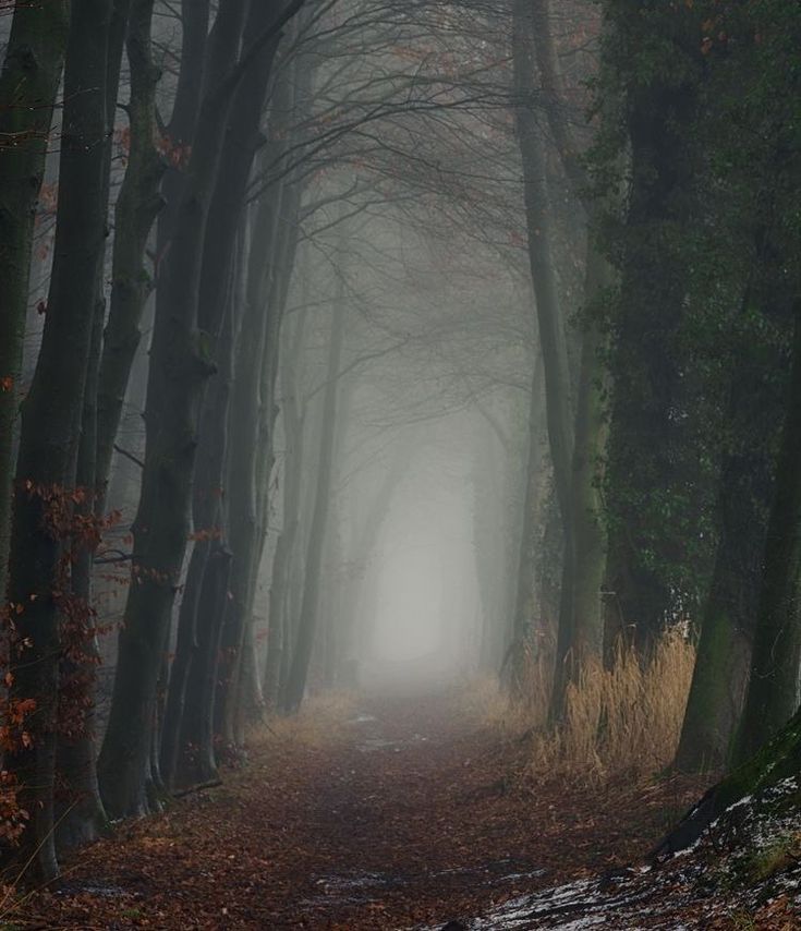 Mystical Foggy Forest Wallpapers