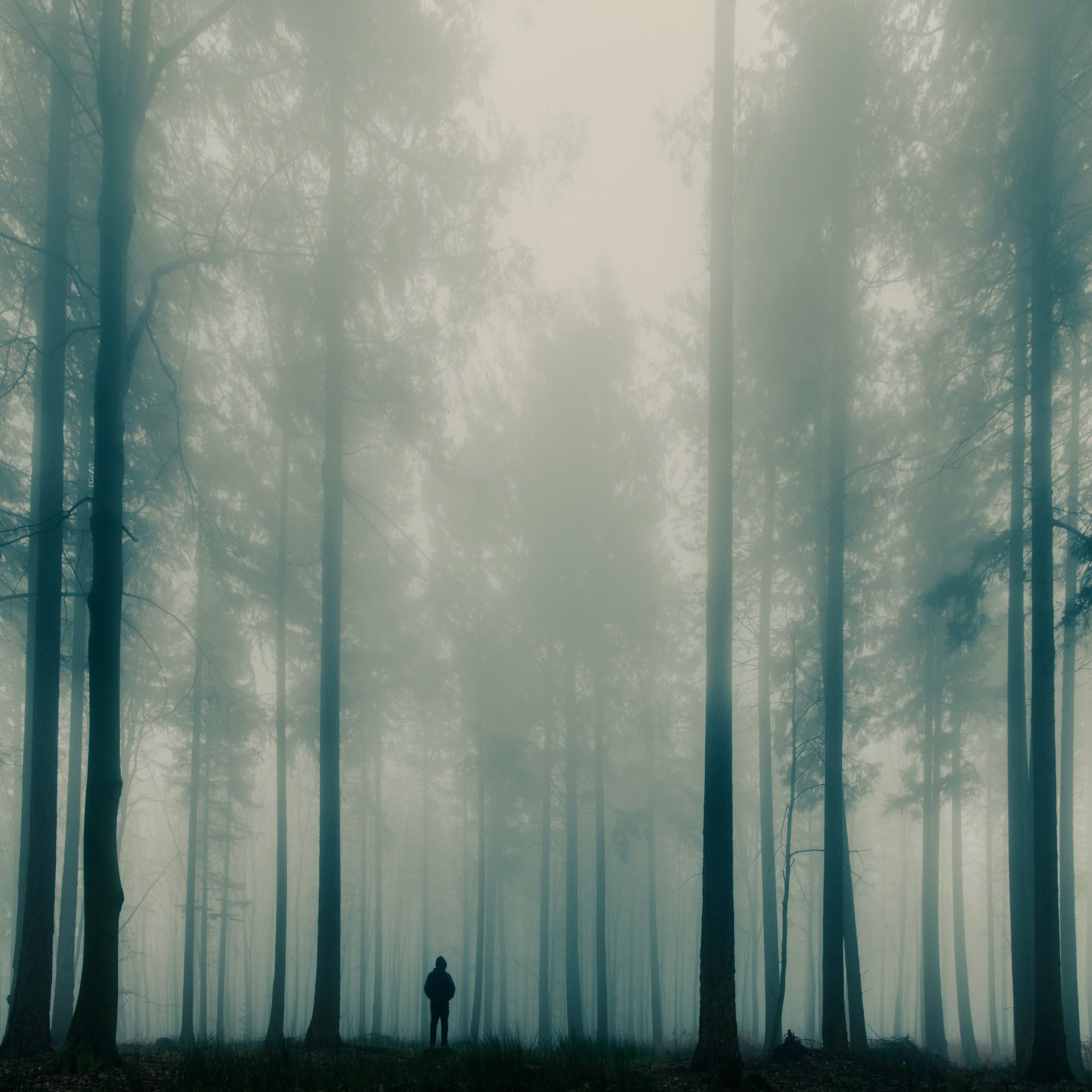 Mystical Foggy Forest Wallpapers