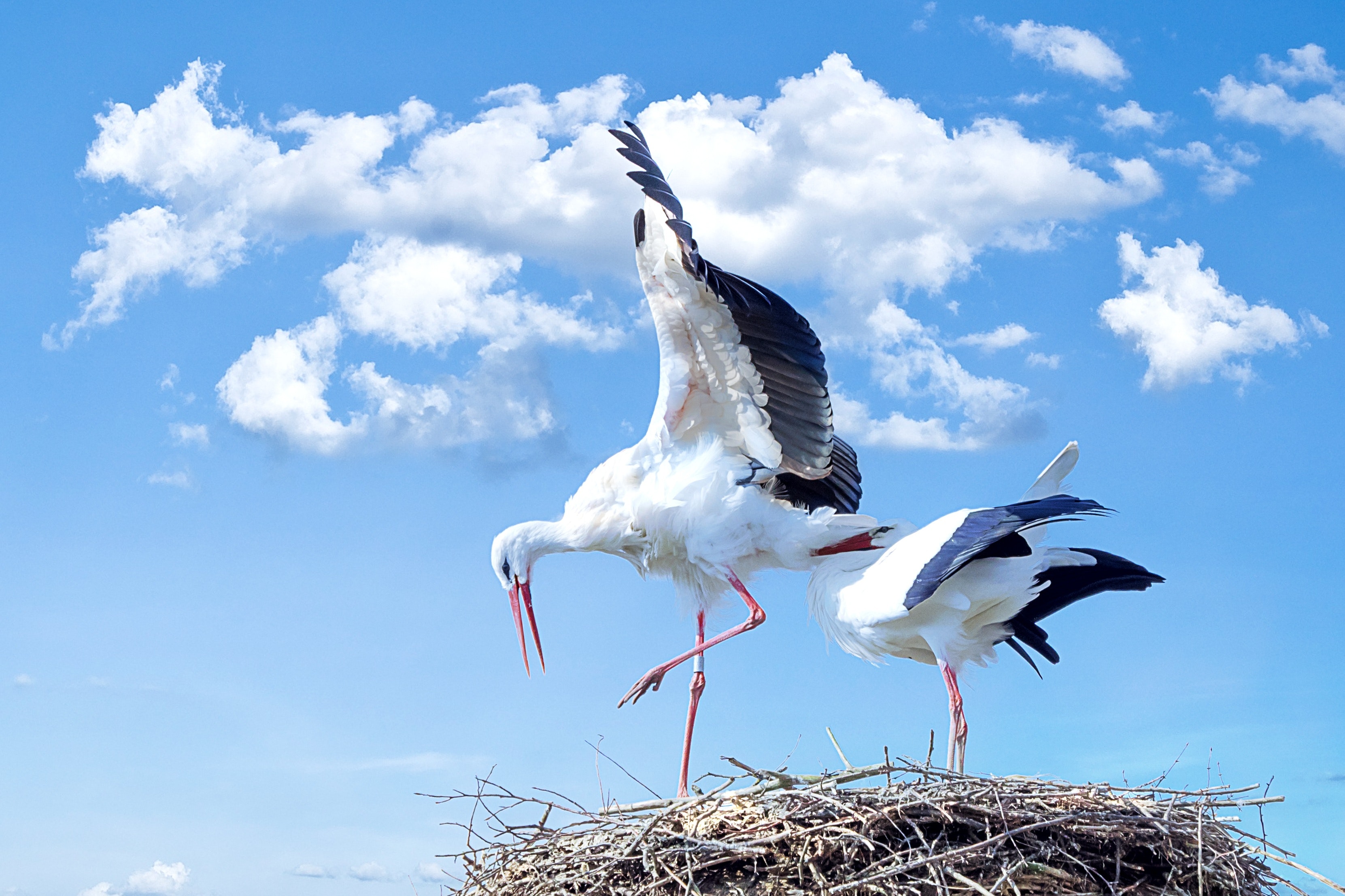 Nest Wallpapers