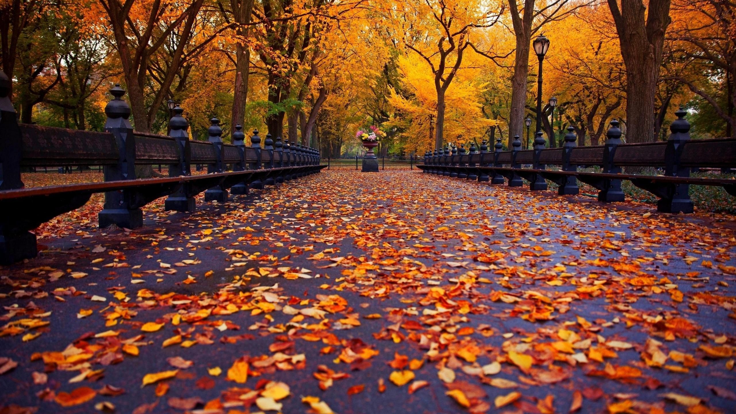 New York Fall Wallpapers