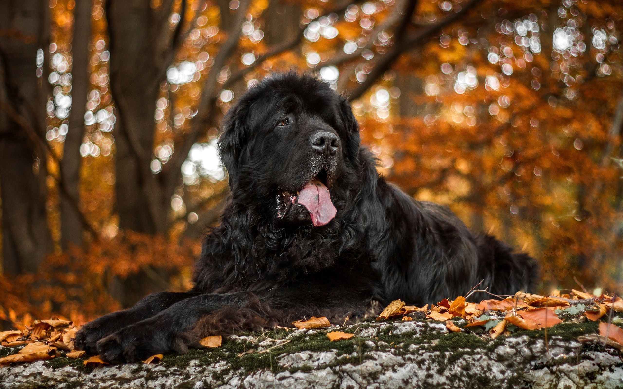 Newfoundland Dog Wallpapers