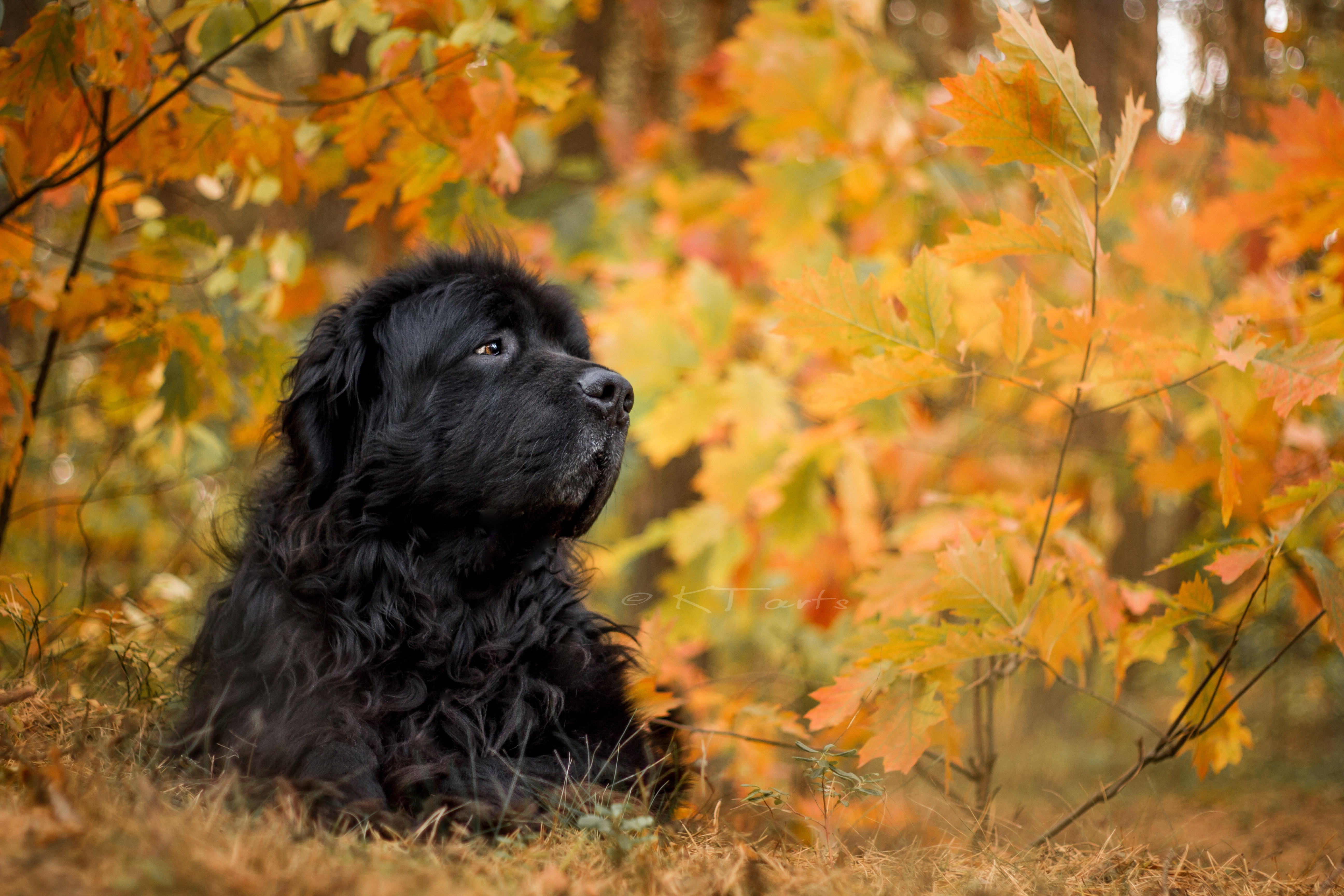 Newfoundland Dog Wallpapers