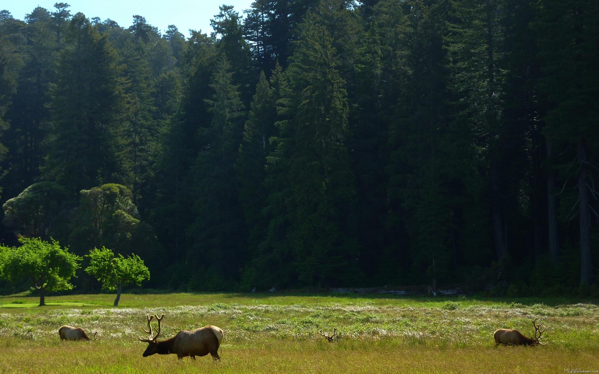 Northern California Wallpapers