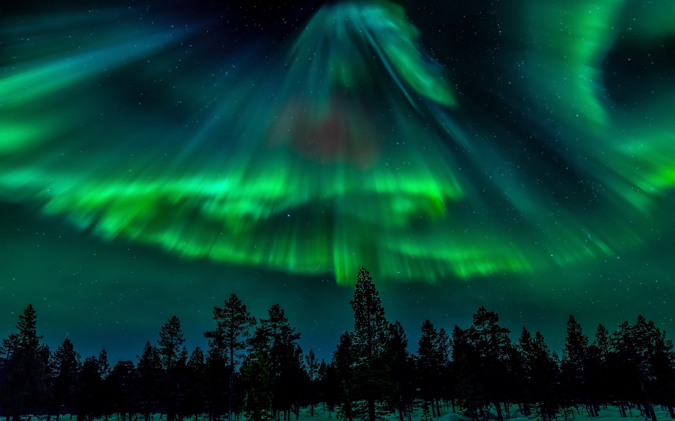 Northern Lights Forest Wallpapers