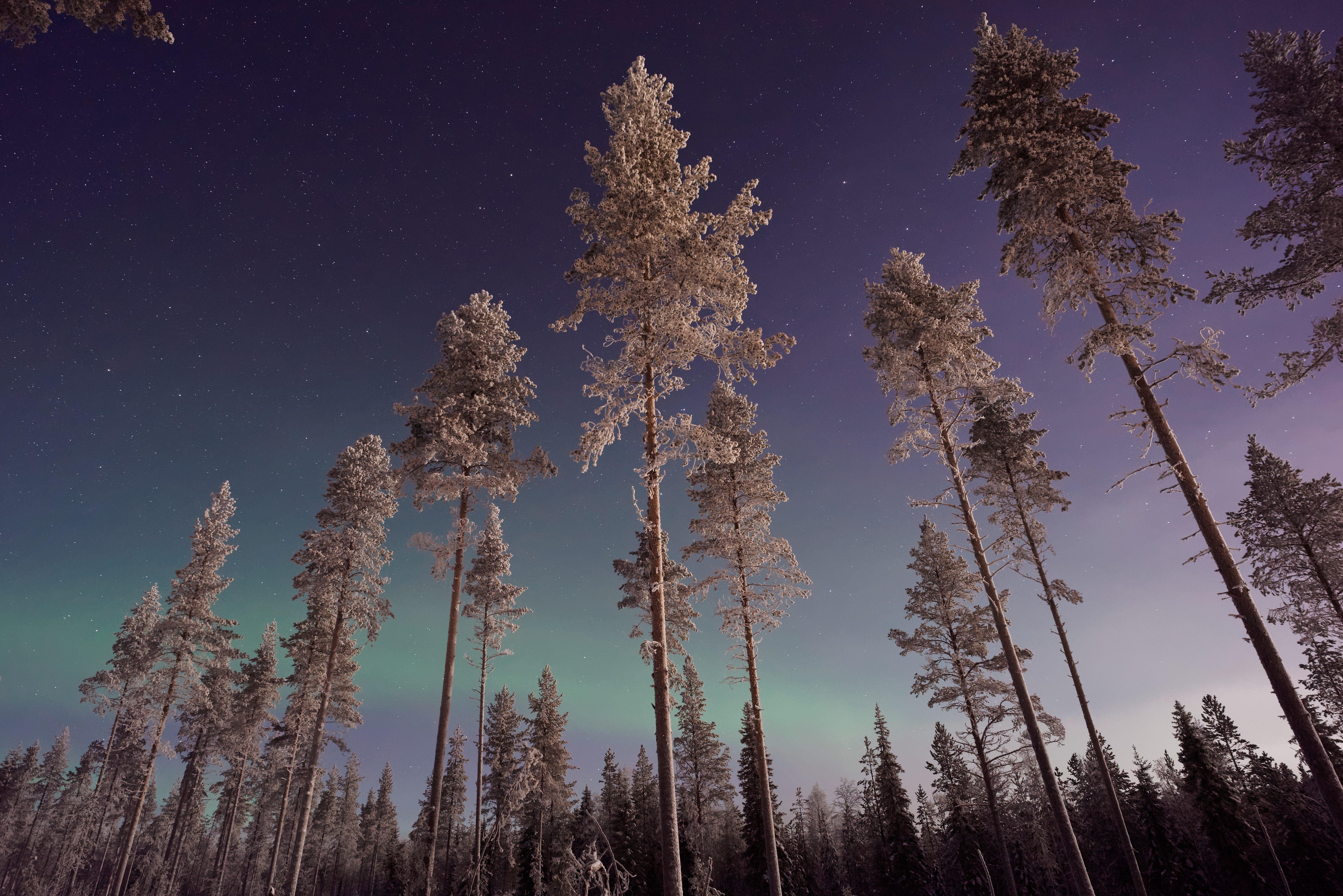 Northern Lights Forest Wallpapers