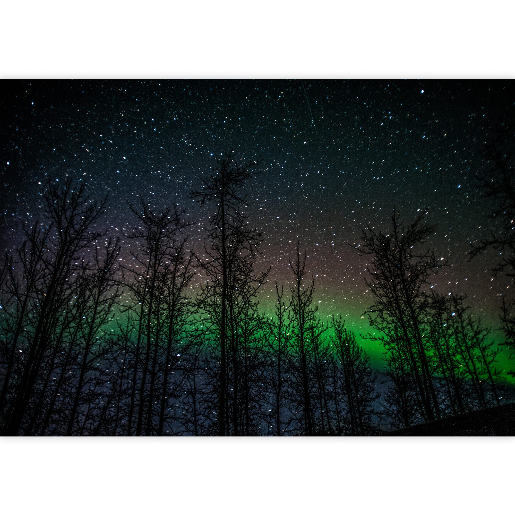 Northern Lights Forest Wallpapers