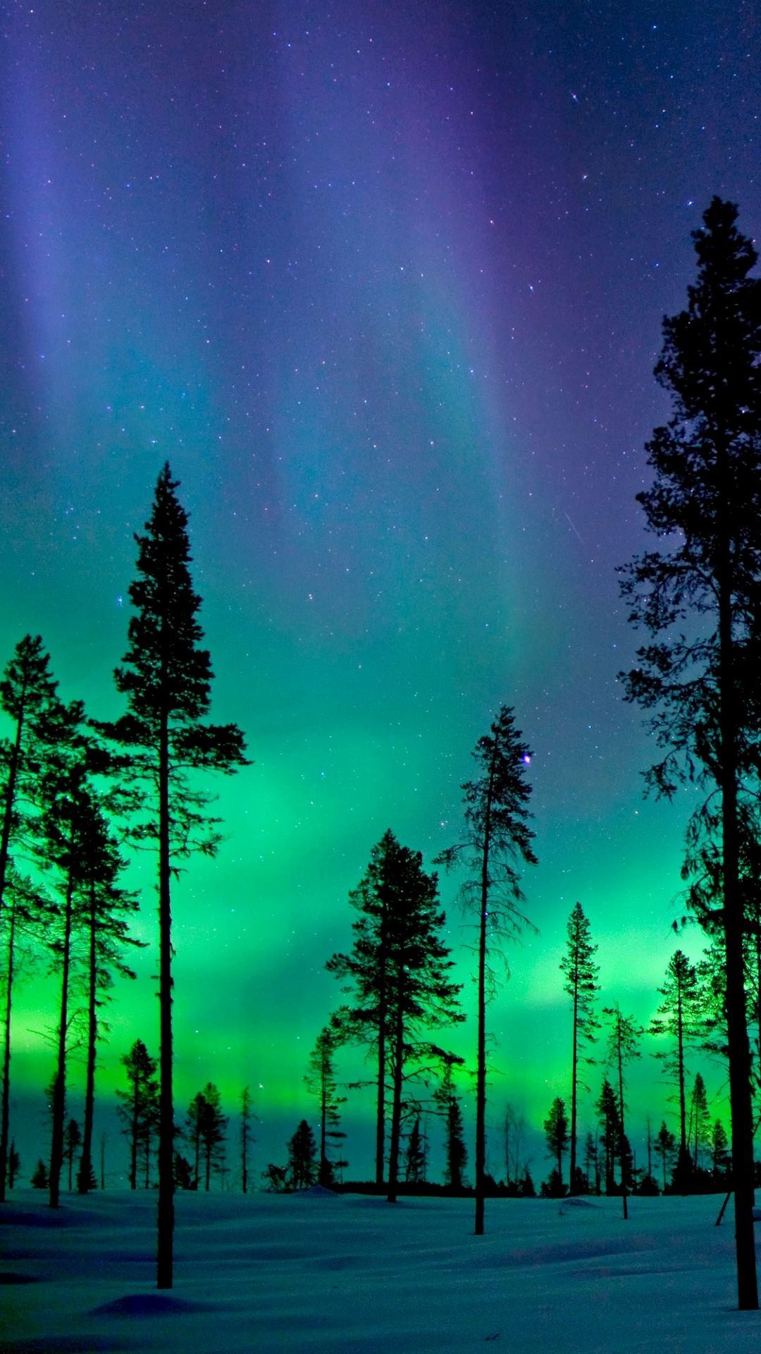 Northern Lights Forest Wallpapers