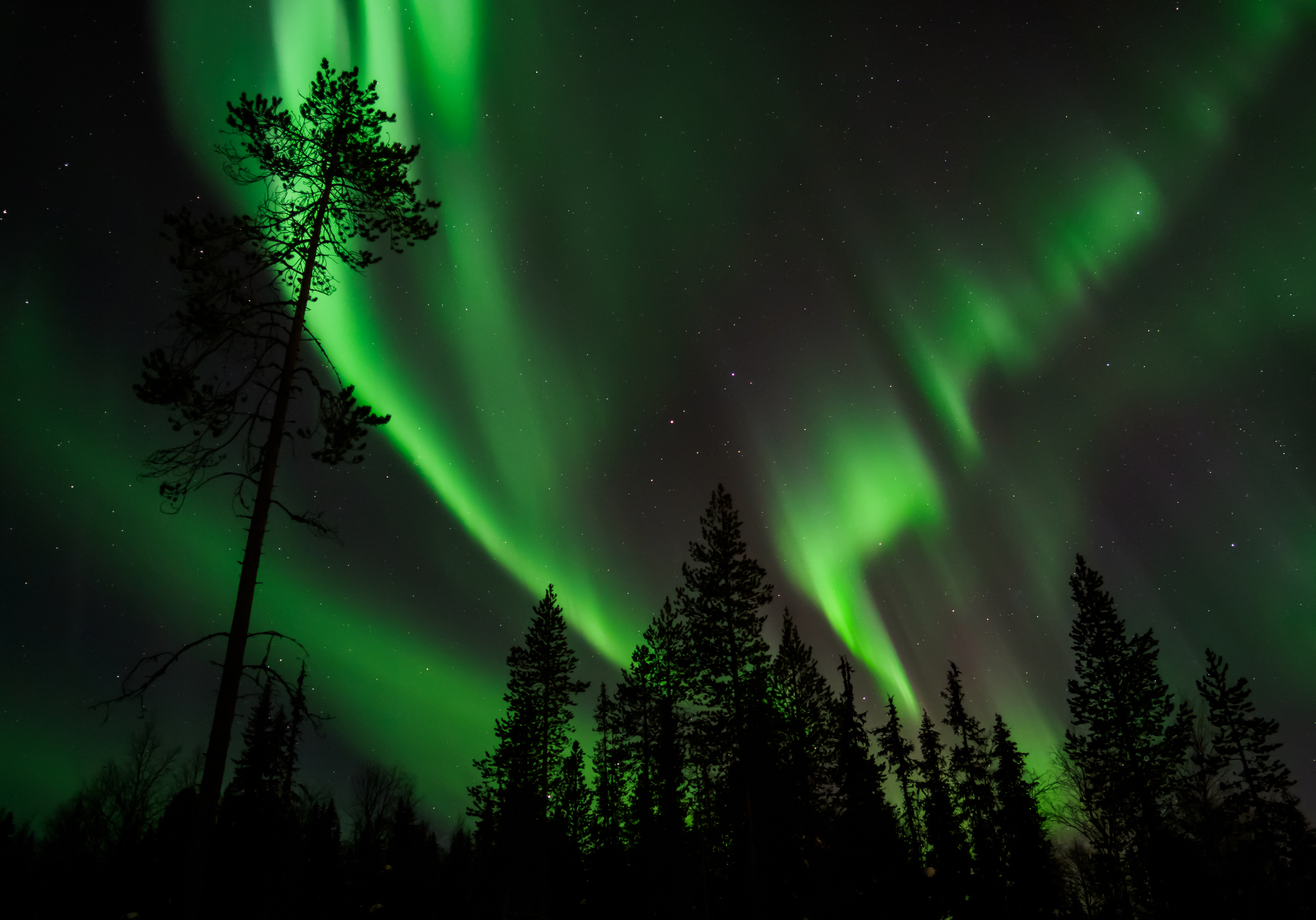 Northern Lights Forest Wallpapers