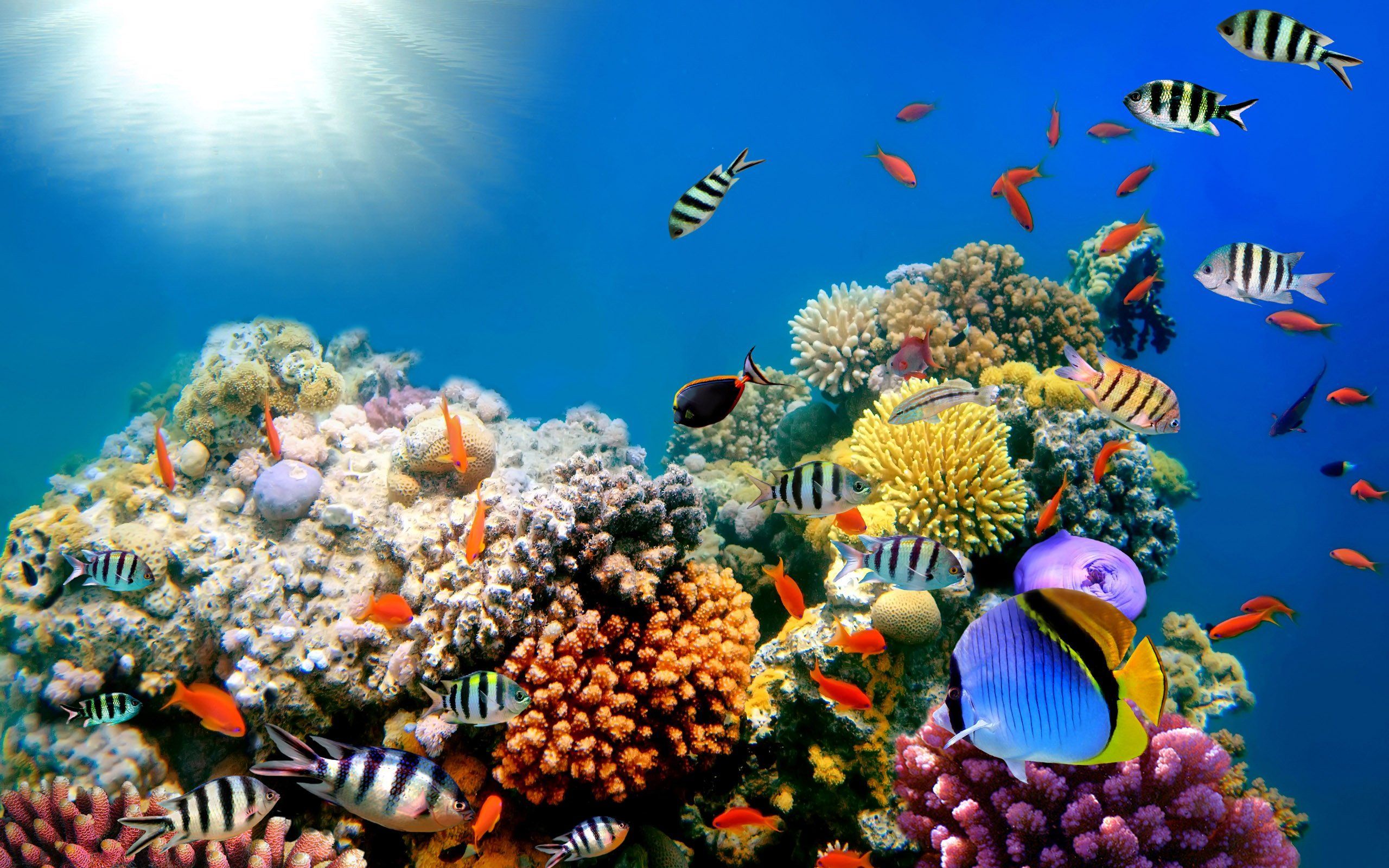 Ocean Coral Wallpapers