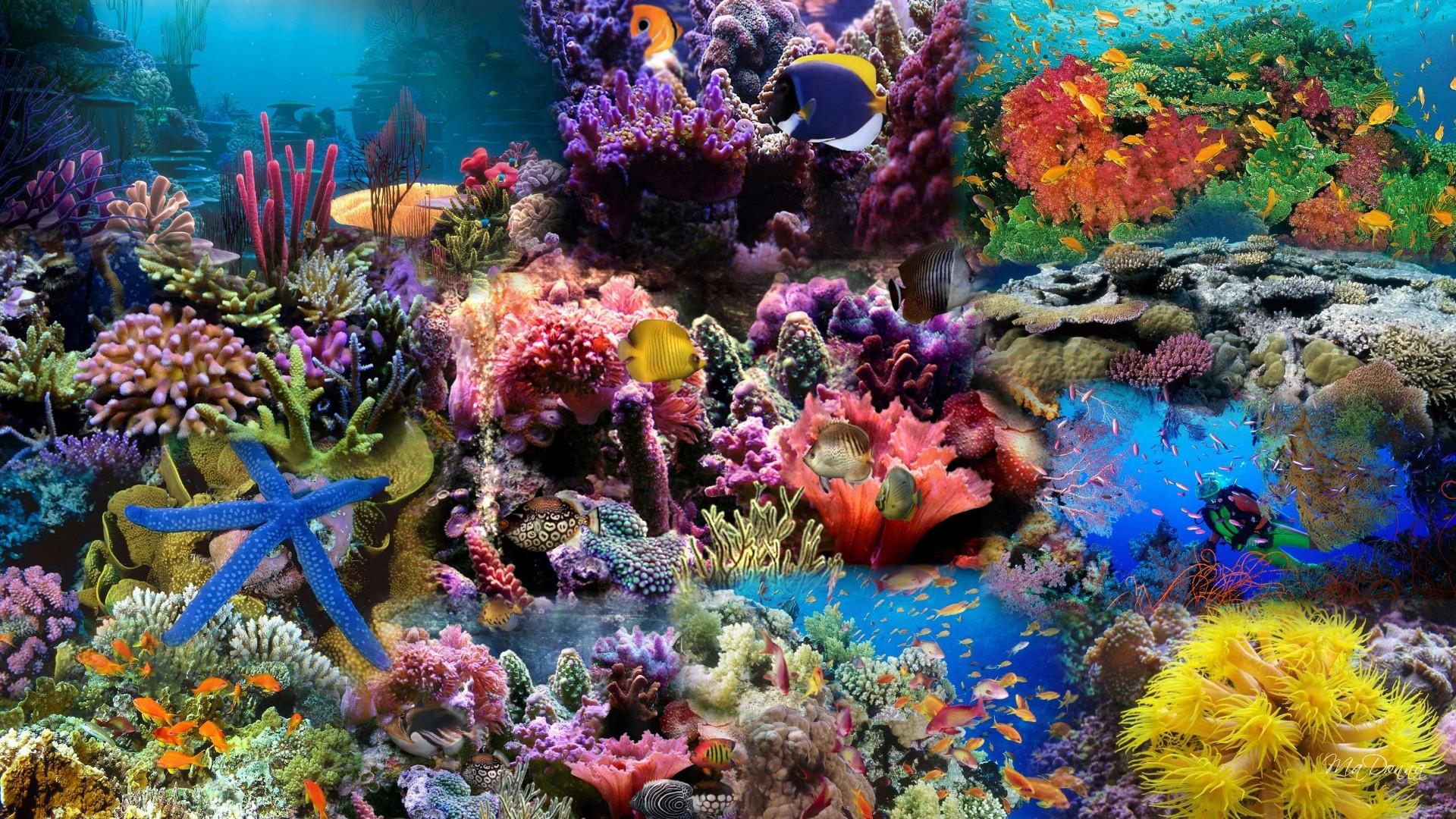 Ocean Coral Wallpapers