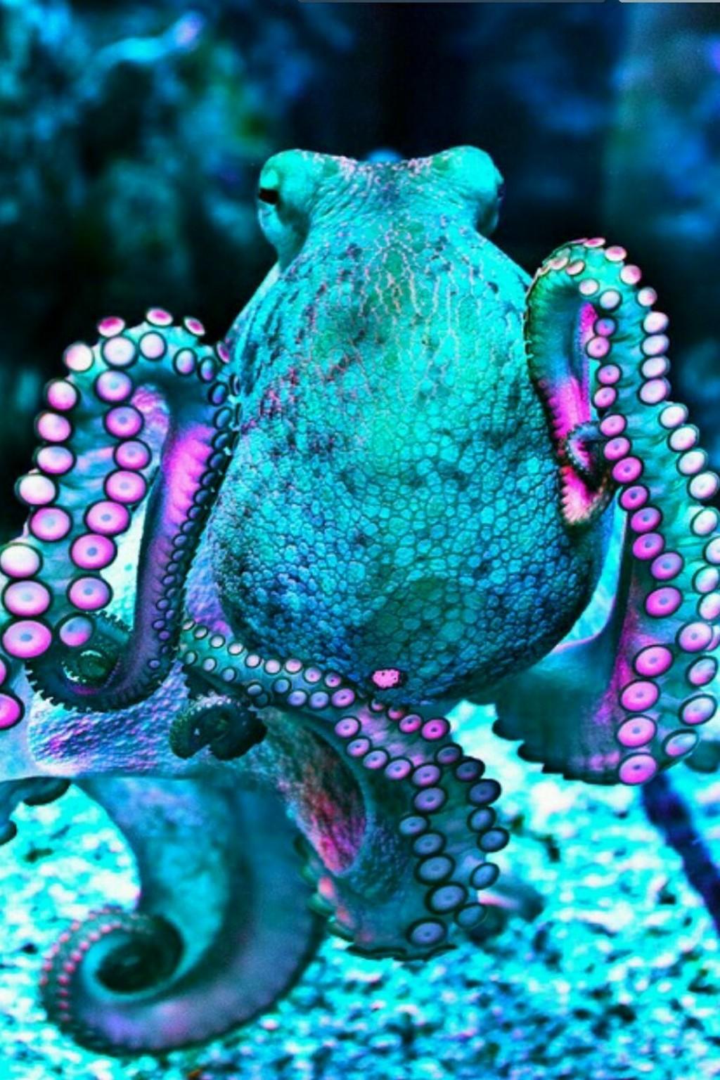 Octopus Iphone Wallpapers