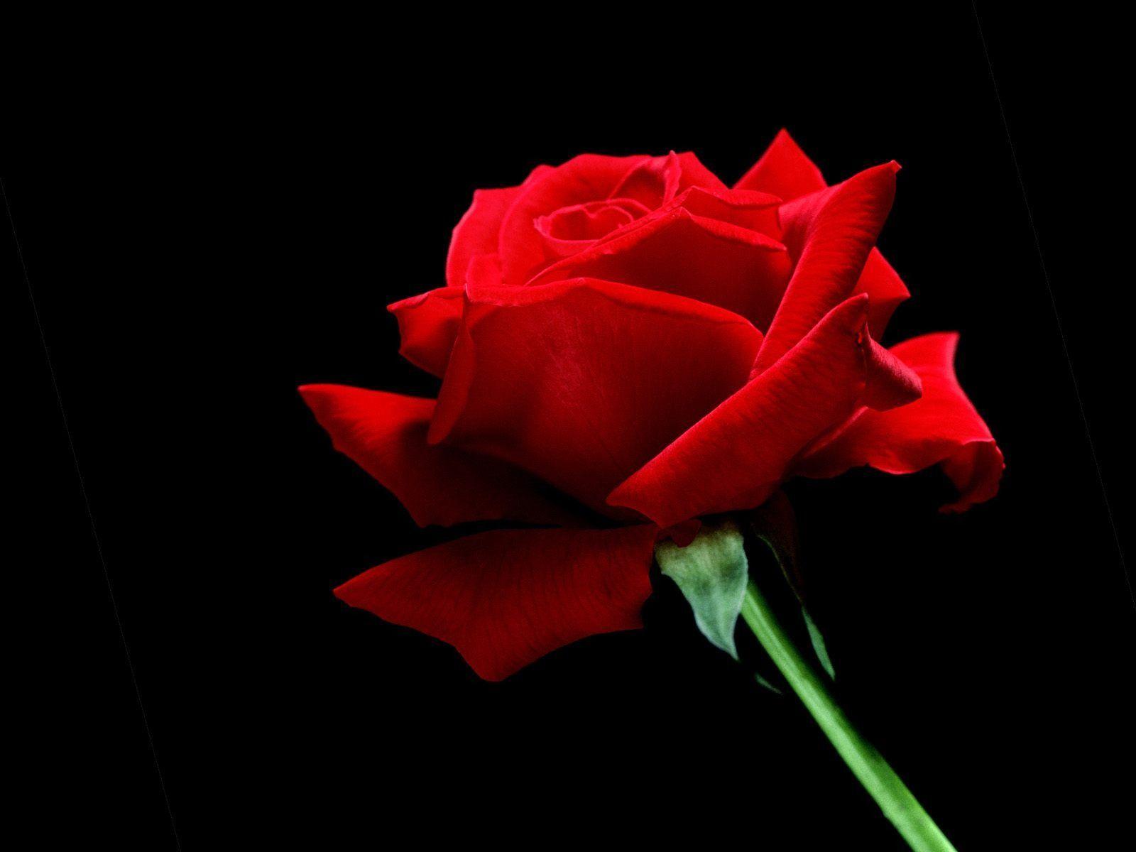 One Red Rose Pic Wallpapers