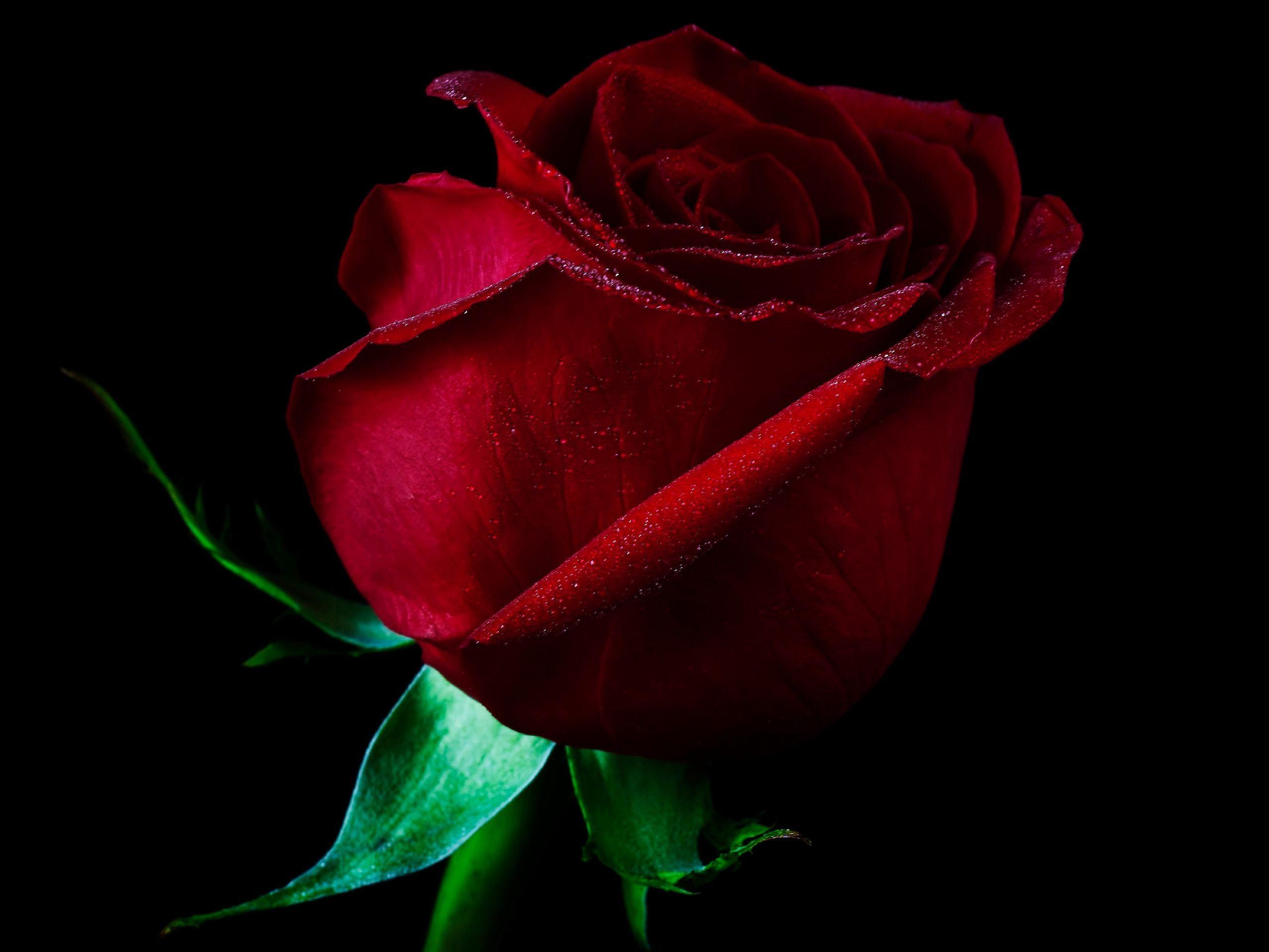 One Red Rose Pic Wallpapers