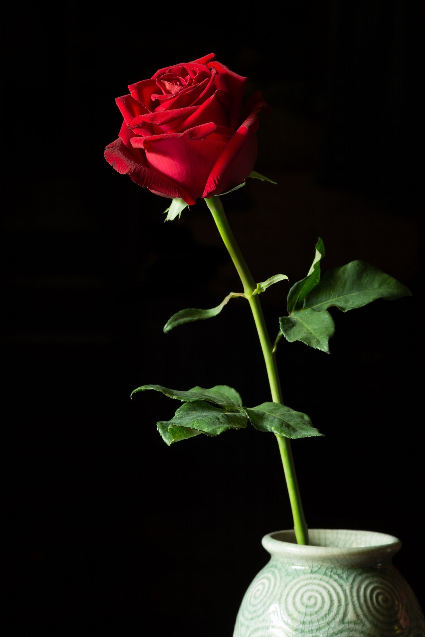 One Red Rose Pic Wallpapers