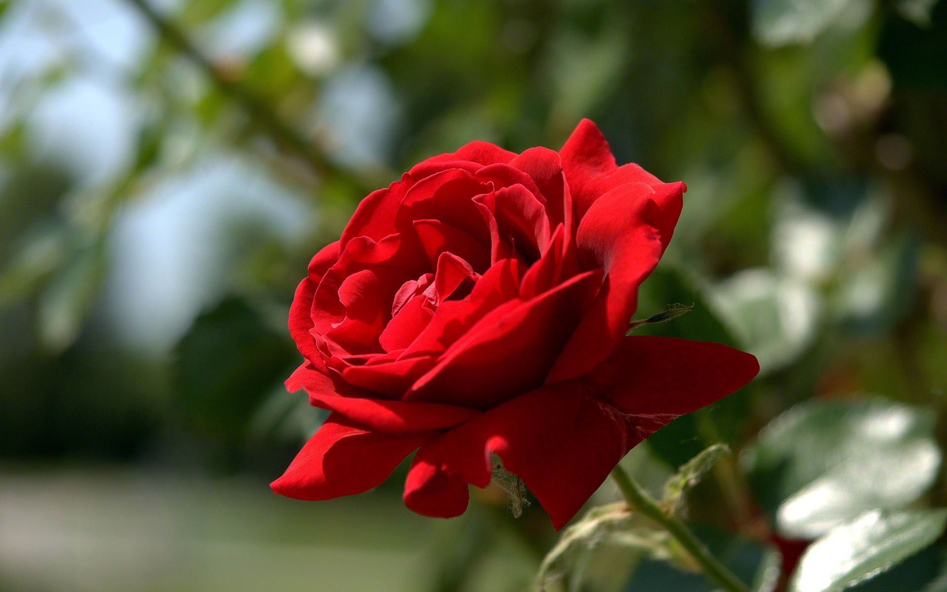 One Red Rose Pic Wallpapers