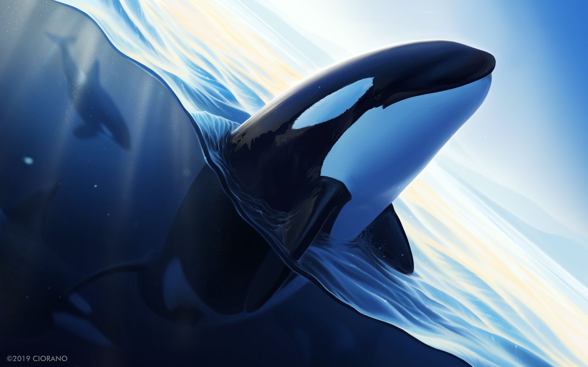 Orca Phone Wallpapers