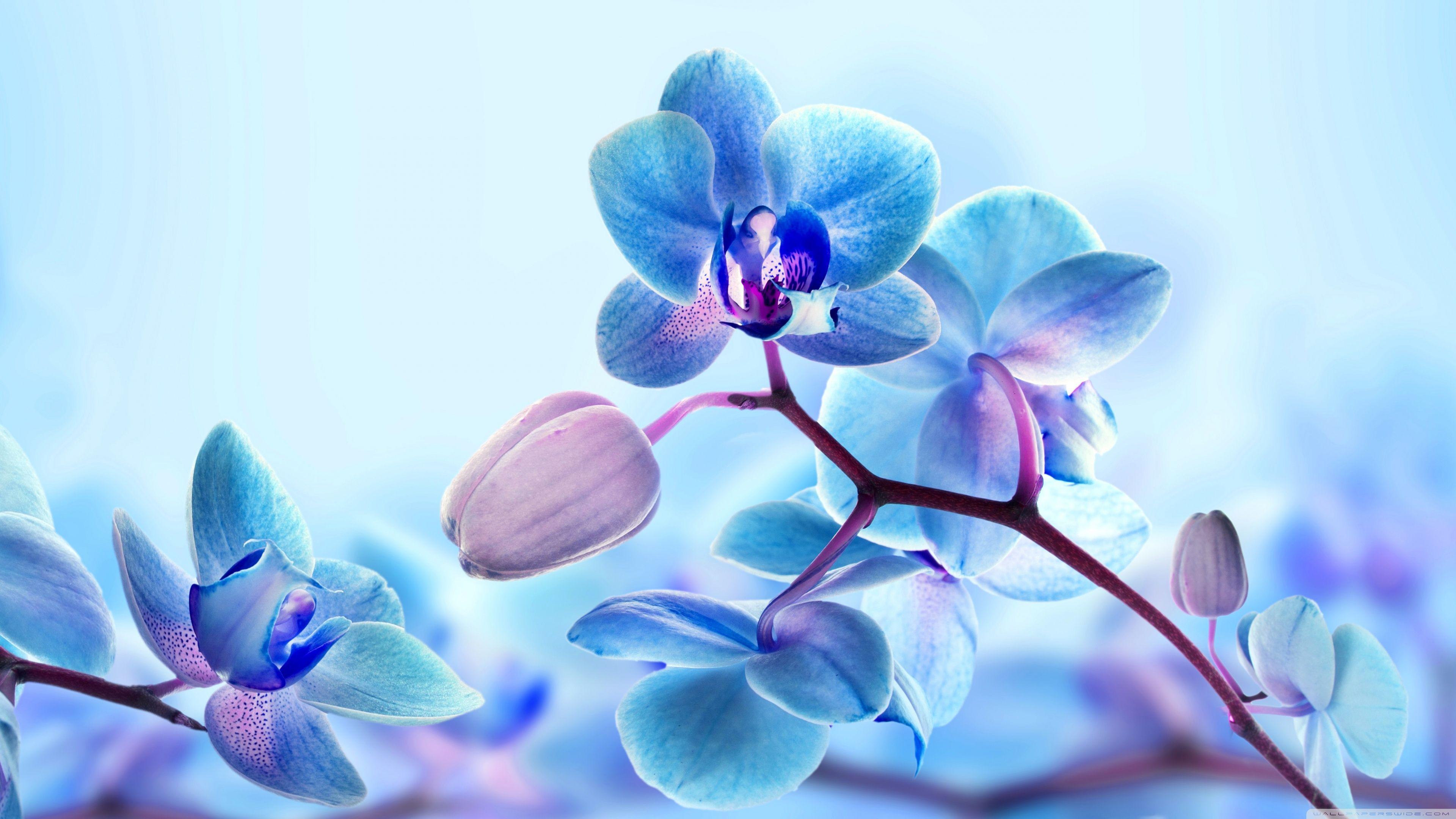 Orchid Desktop Wallpapers