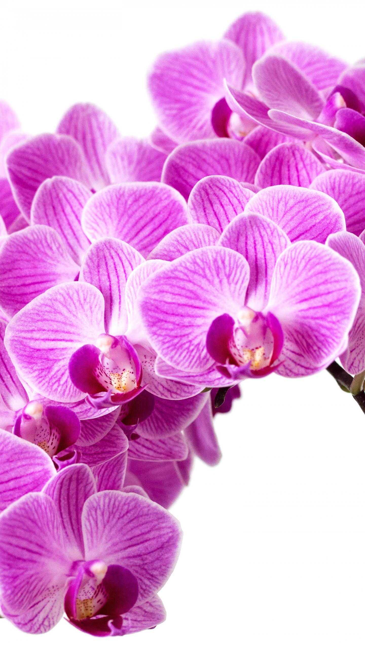 Orchid Desktop Wallpapers