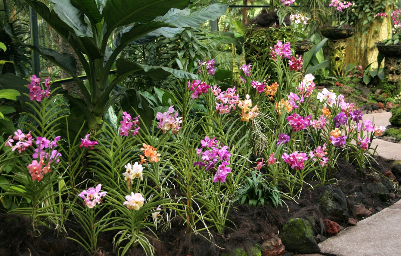 Orchid Gardens Wallpapers