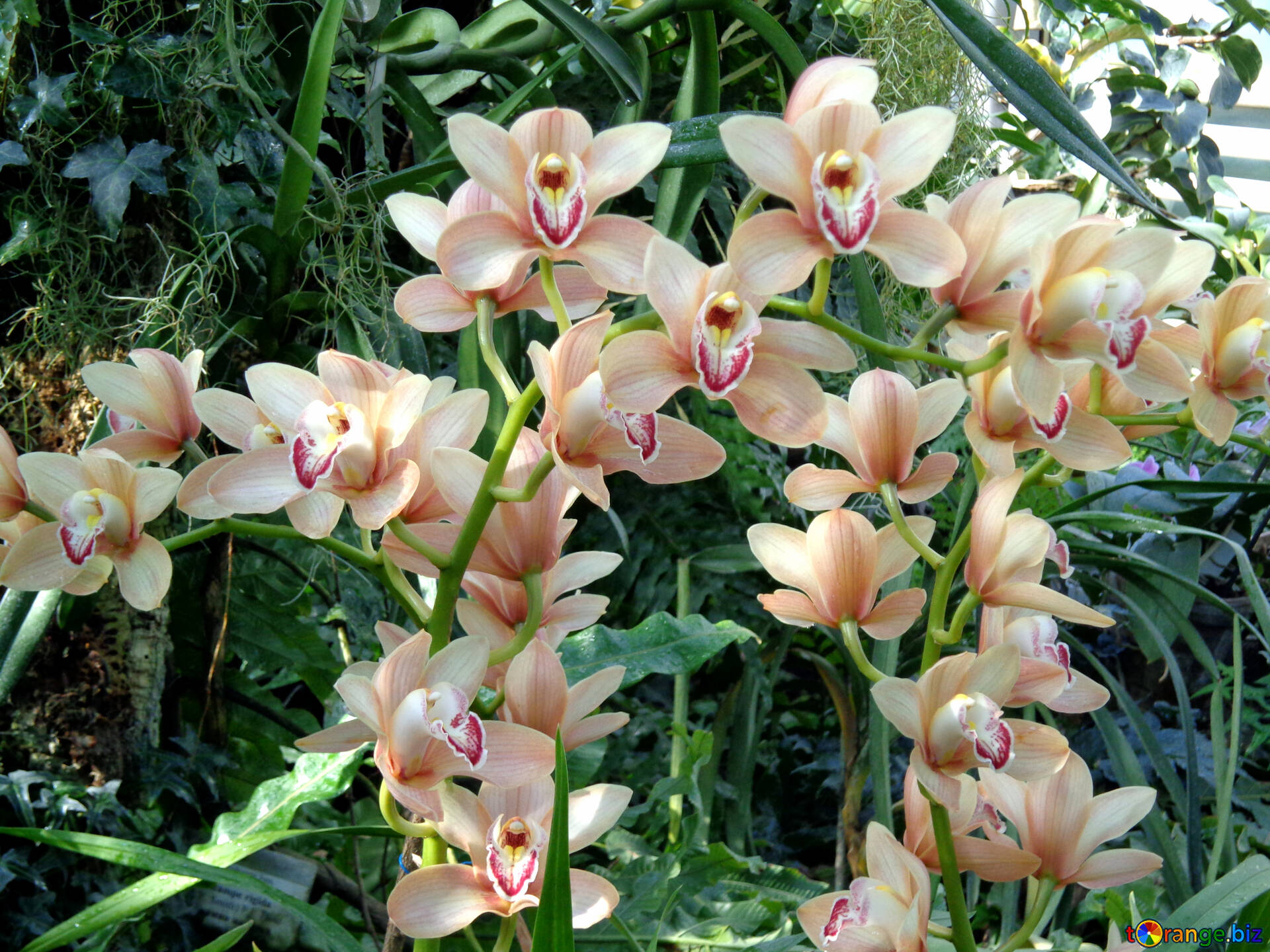 Orchid Gardens Wallpapers