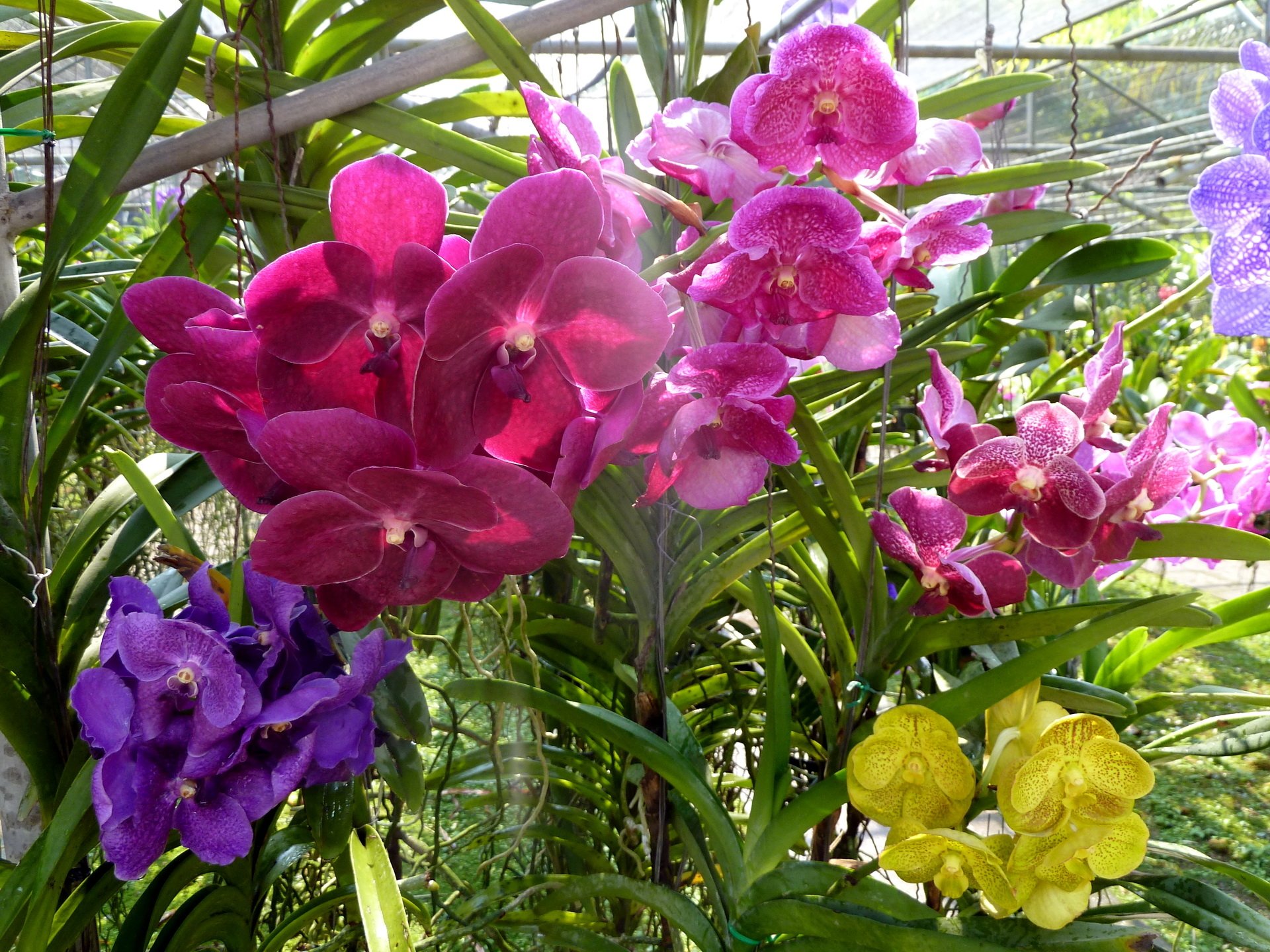 Orchid Gardens Wallpapers