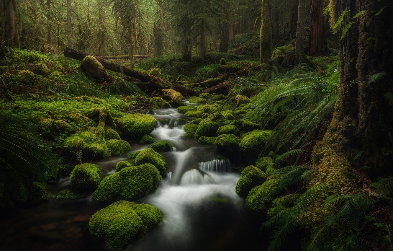 Oregon Forest Wallpapers