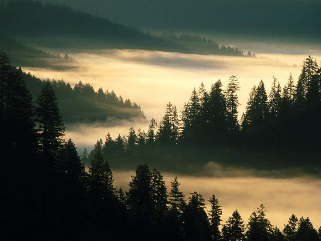 Oregon Forest Wallpapers