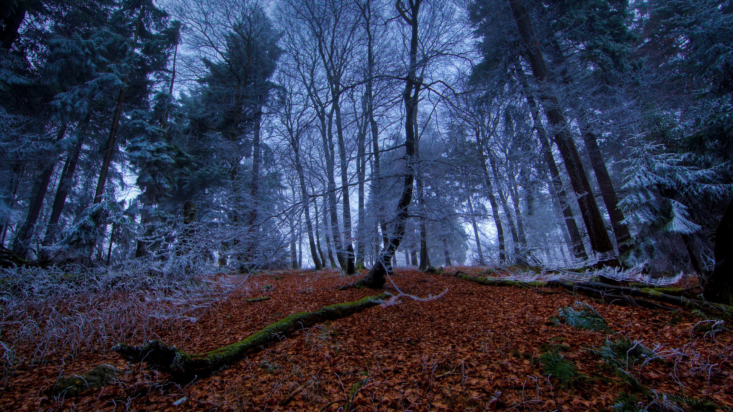 Oregon Forest Wallpapers