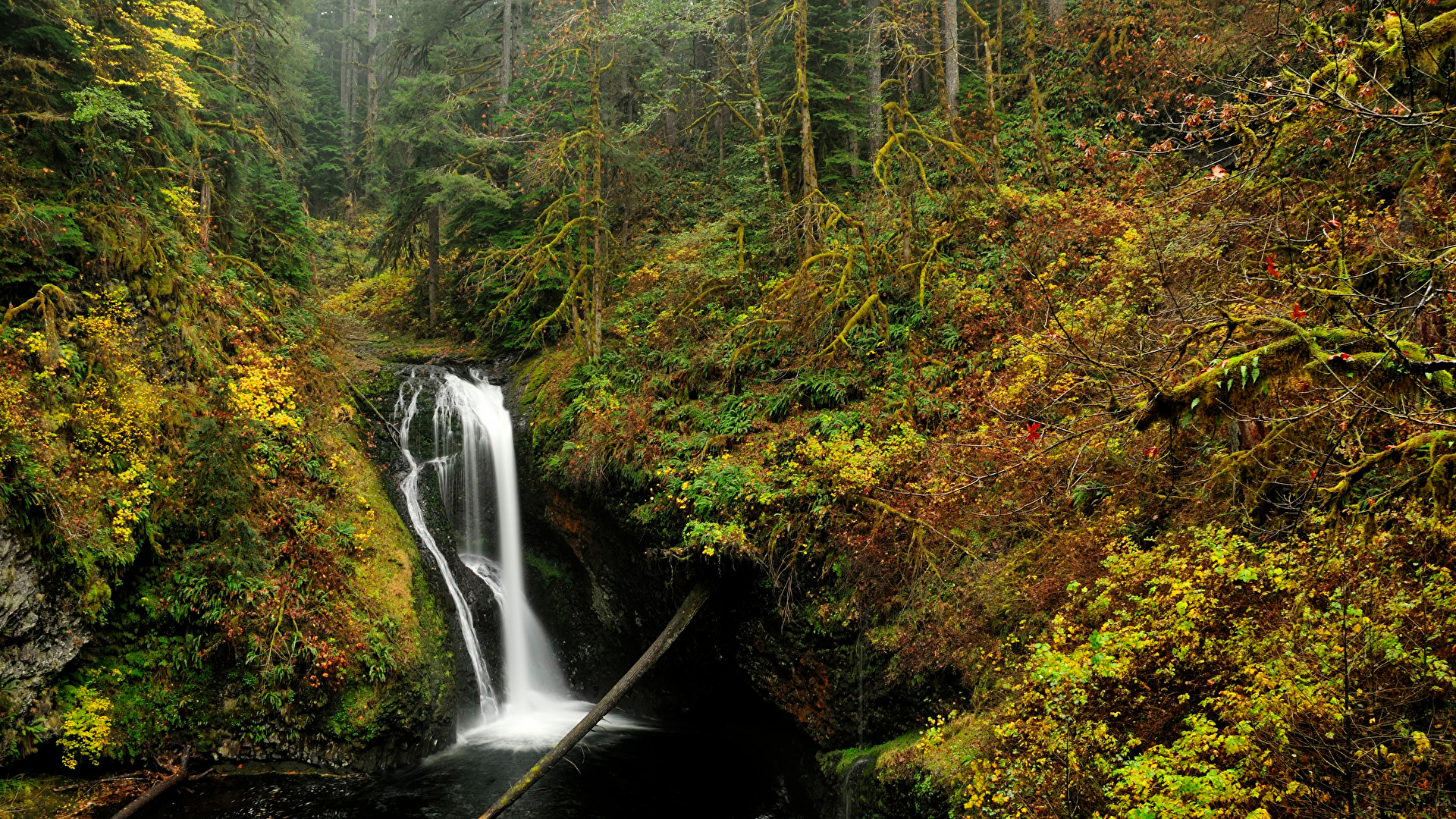 Oregon Forest Wallpapers