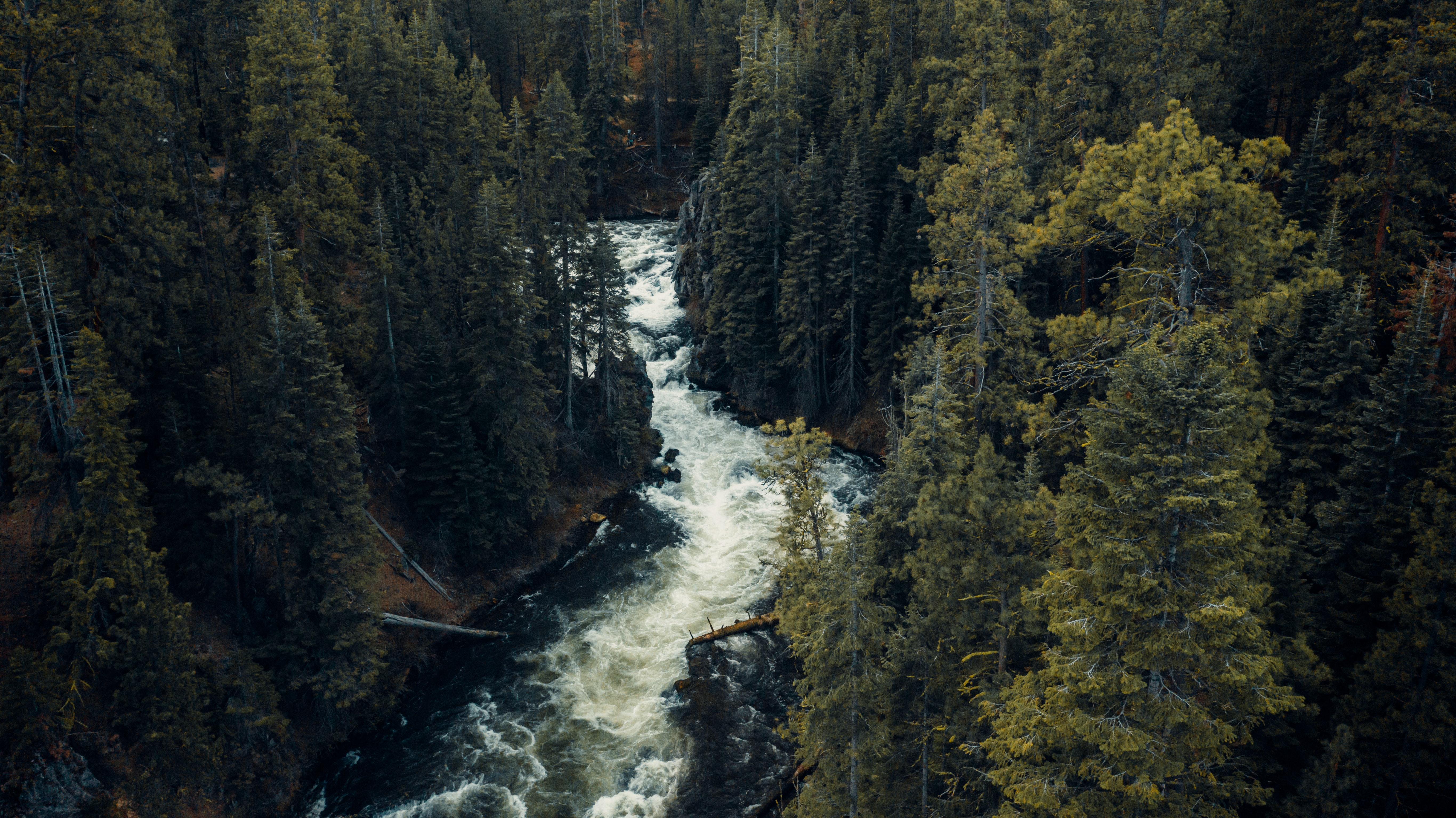 Oregon Forest Wallpapers