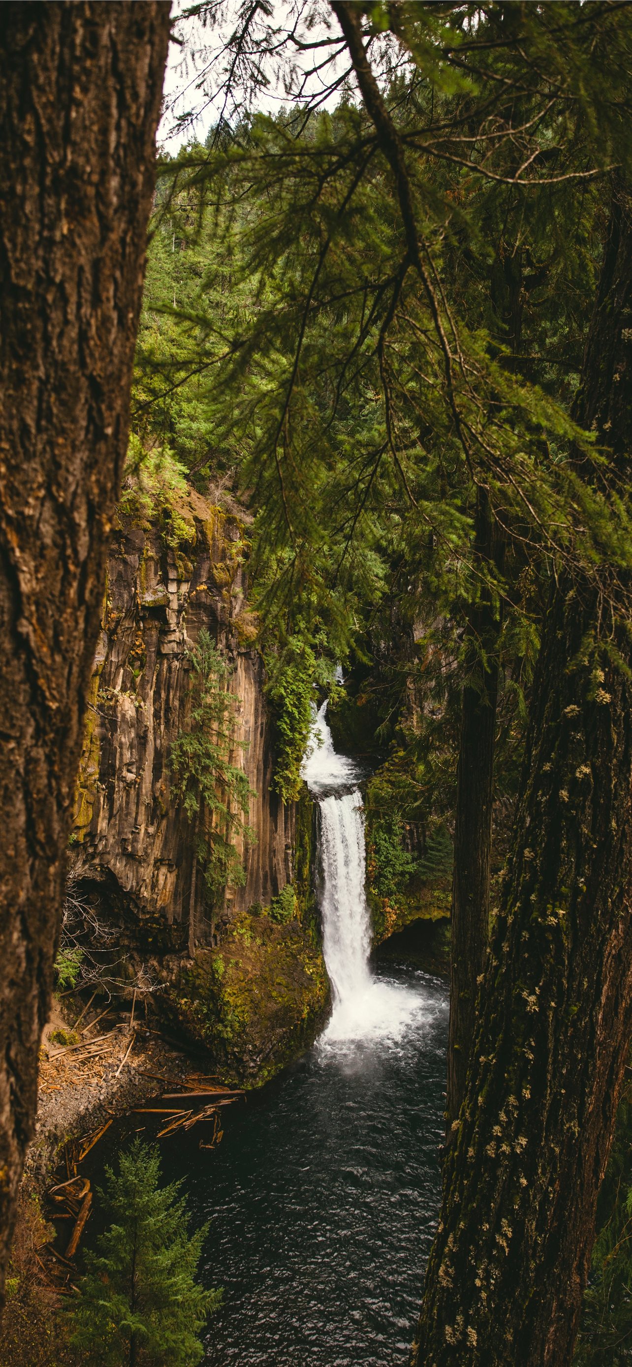 Oregon Forest Wallpapers