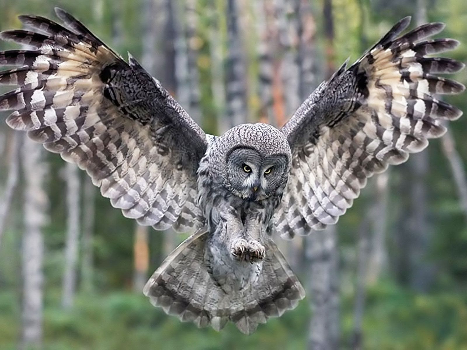 Owl Flying Wallpapers