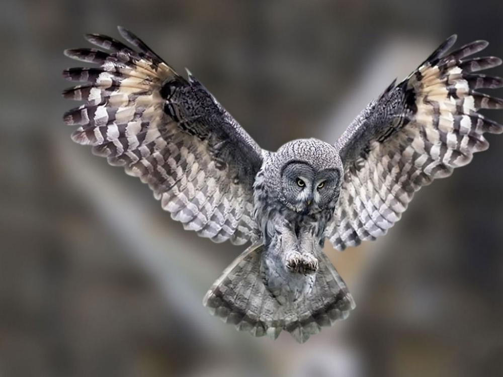 Owl Flying Wallpapers