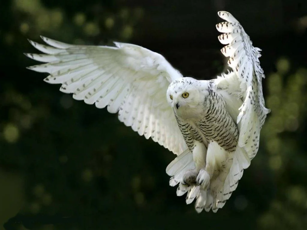 Owl Flying Wallpapers