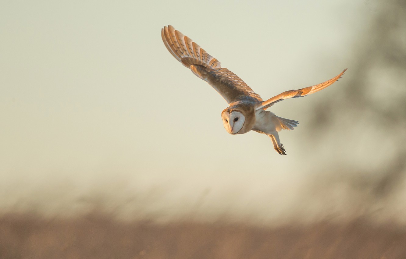 Owl Flying Wallpapers