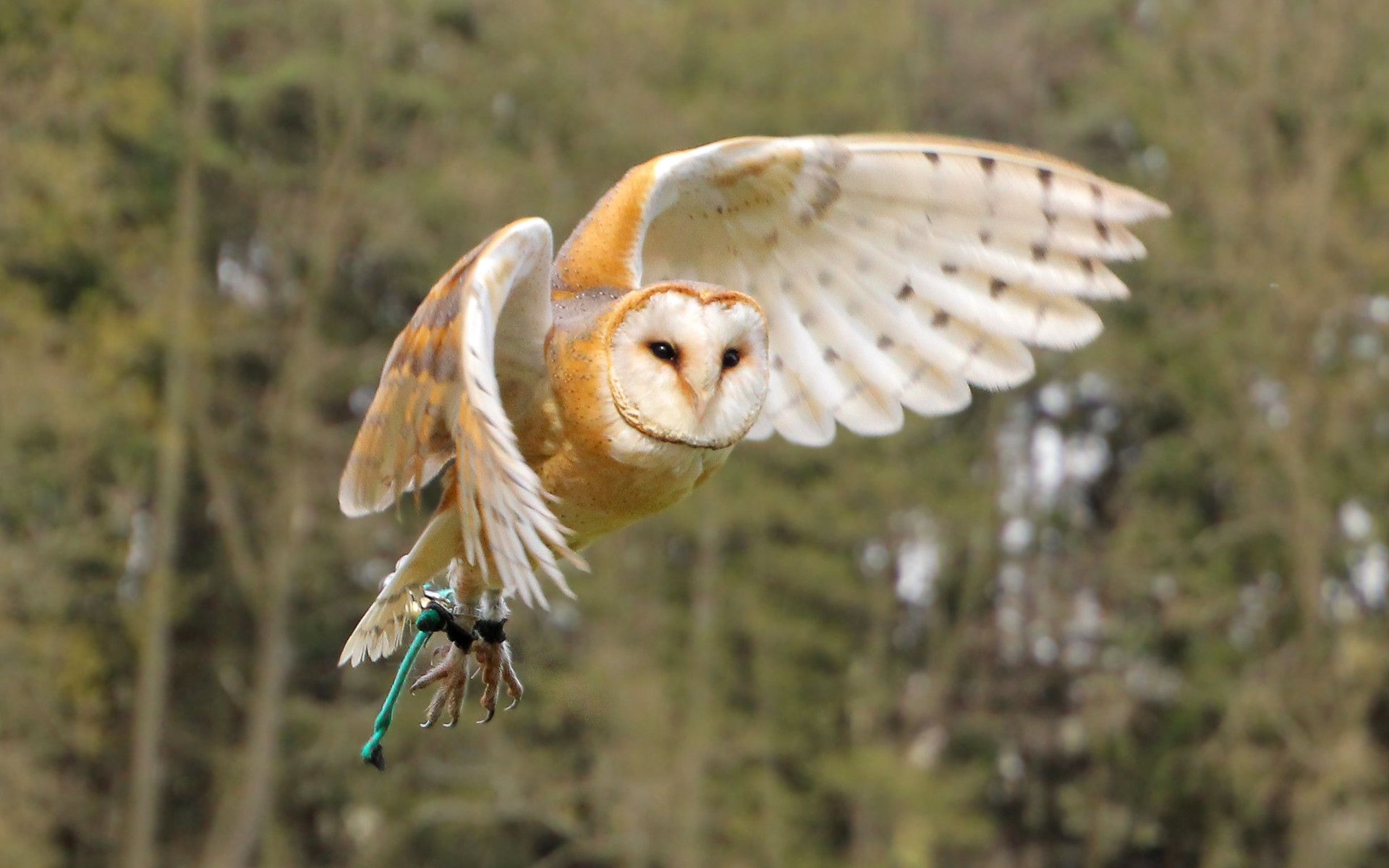 Owl Flying Wallpapers