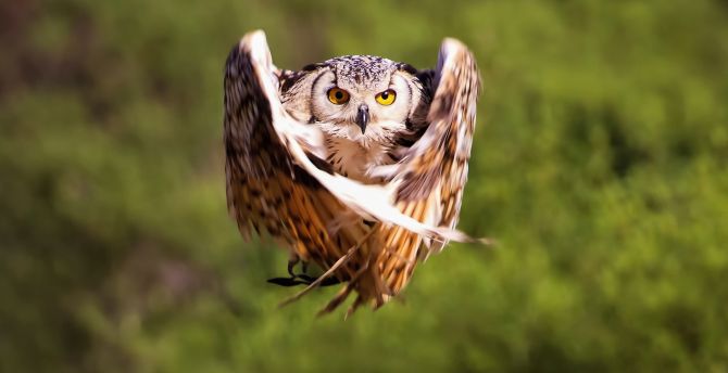 Owl Flying Wallpapers