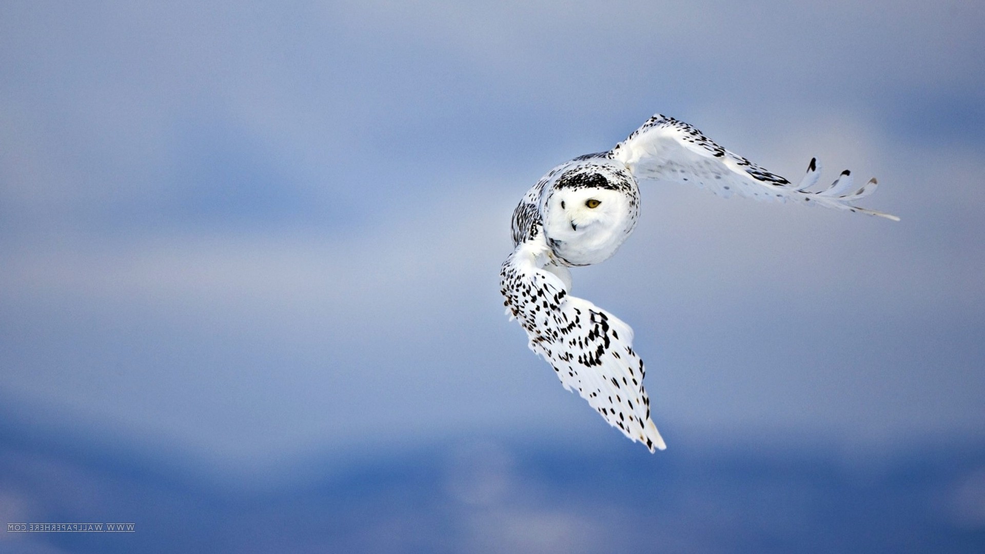 Owl Flying Wallpapers