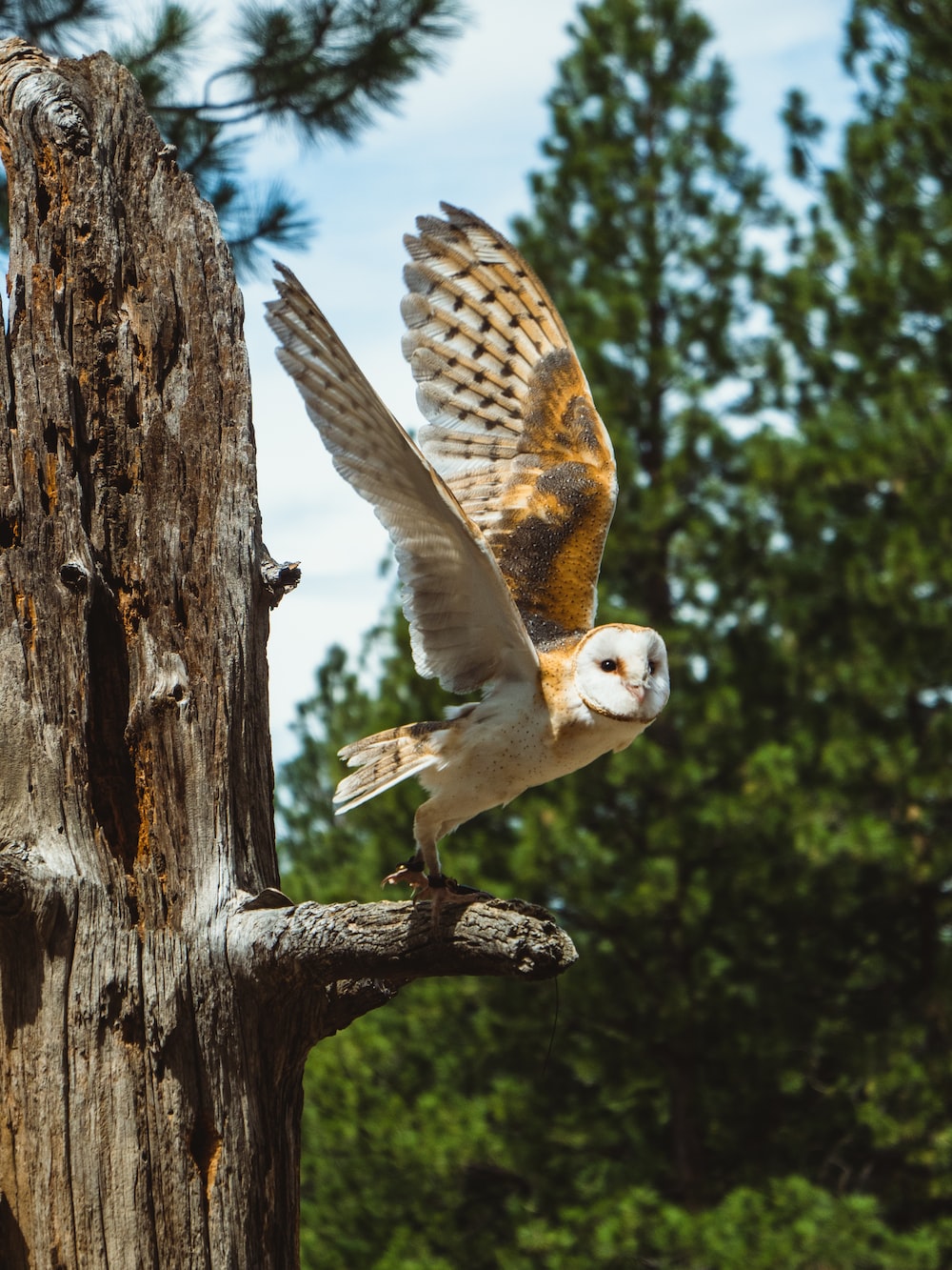 Owl Flying Wallpapers