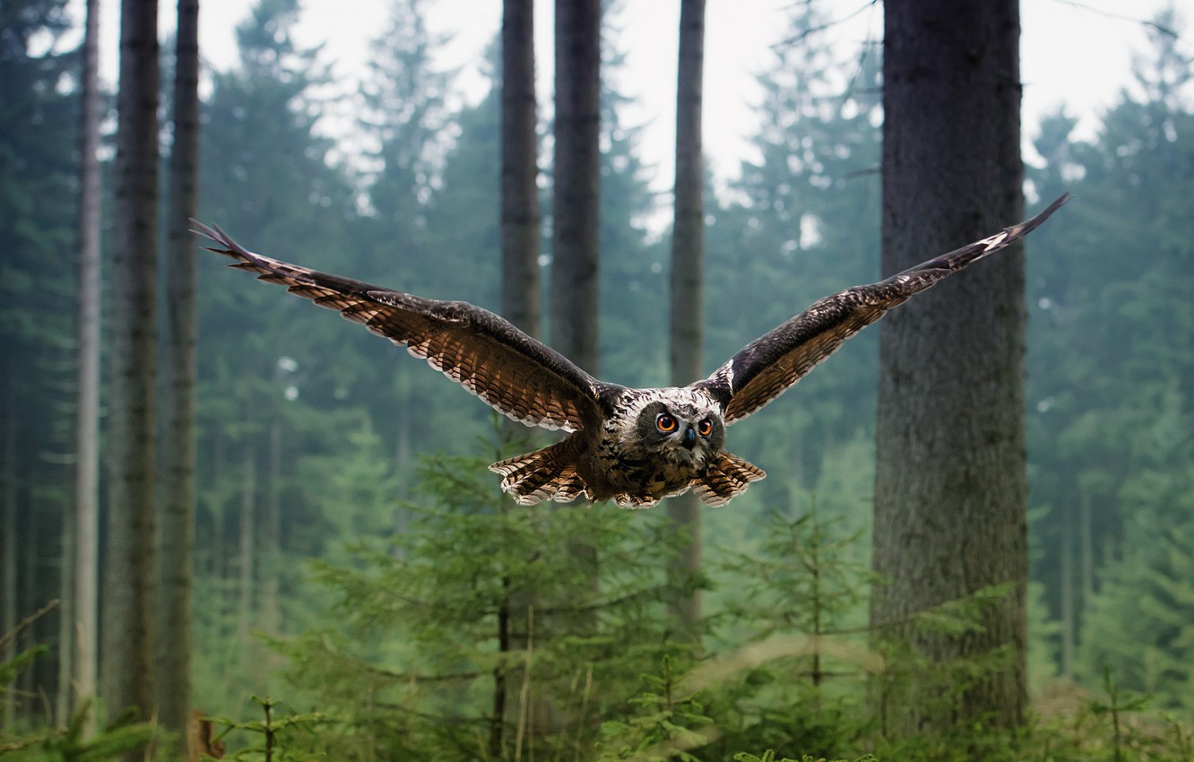 Owl Flying Wallpapers