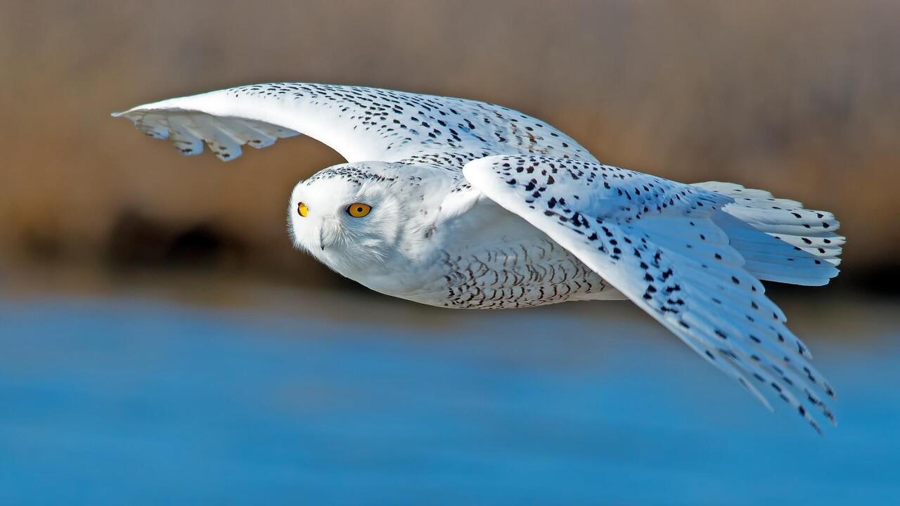 Owl Flying Wallpapers